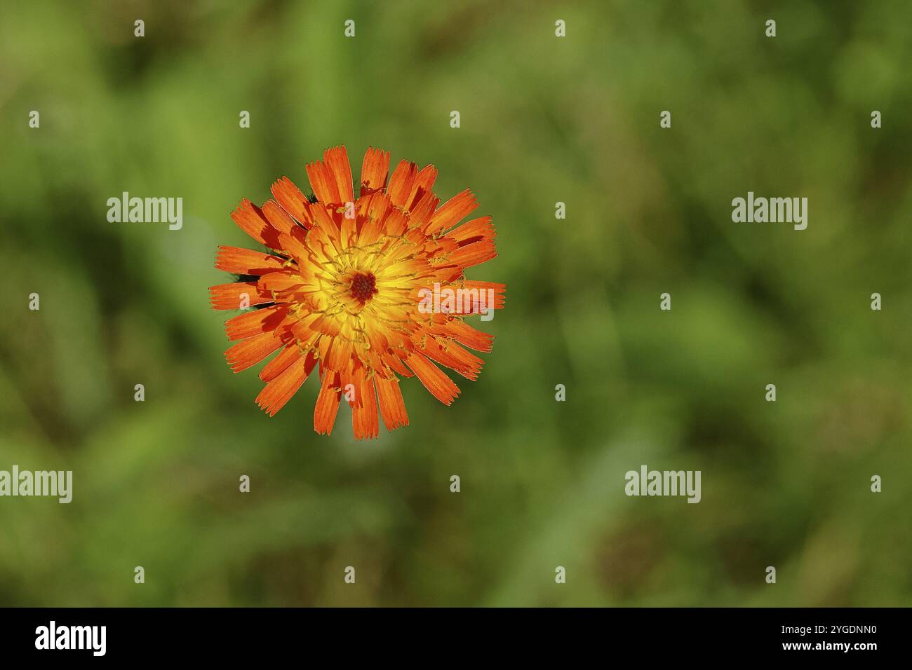 L'aubaine orangée, l'aubaine orangée-rouge (Hieracium aurantiacum), fleur sur un pré rugueux, Wilnsdorf, Rhénanie du Nord-Westphalie, Allemagne, Europe Banque D'Images