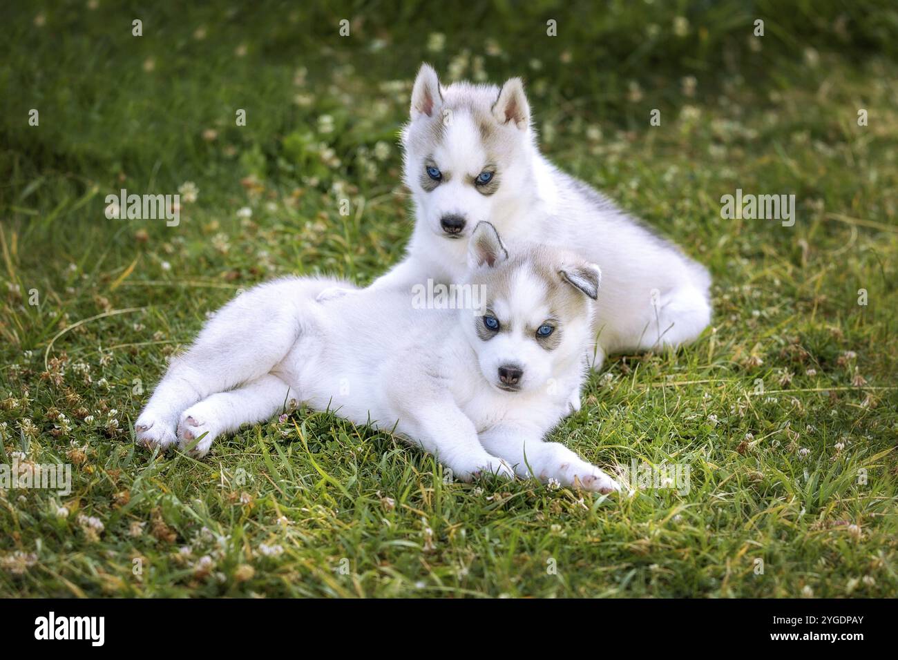 Deux petits chiots husky aux yeux bleus posant sur l'herbe Banque D'Images