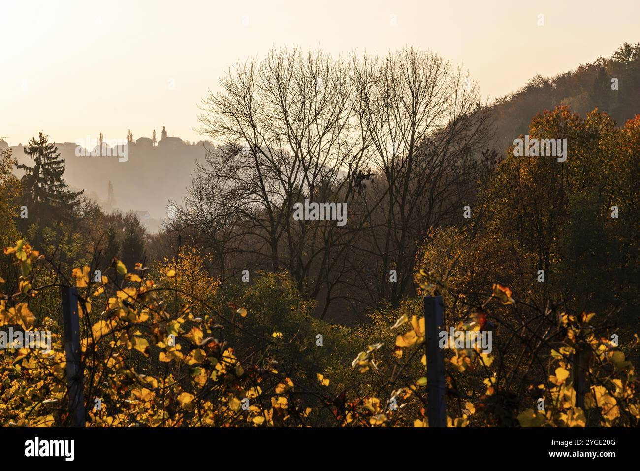 Ambiance matinale au vignoble en automne, gamme de collines avec église de Kitzeck comme silhouette, backlight shot, offert Andrae-Hoech, Sausal Wine Country, Banque D'Images