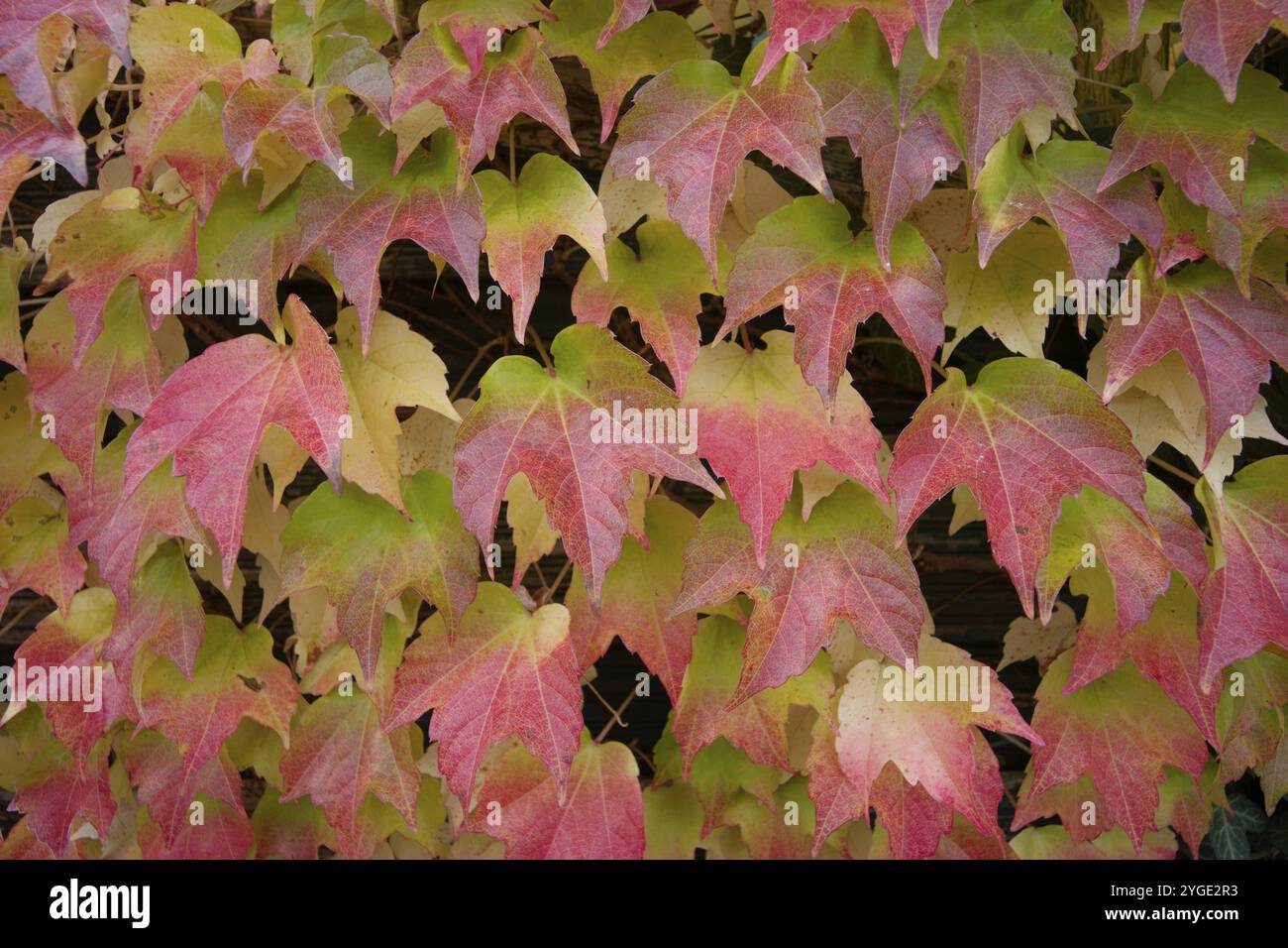 Vigne sauvage pendant la coloration d'automne, octobre doré, automne, coloré, spectacle naturel, Pfaffenhofen an der ILM, Bavière, Allemagne, Europe Banque D'Images