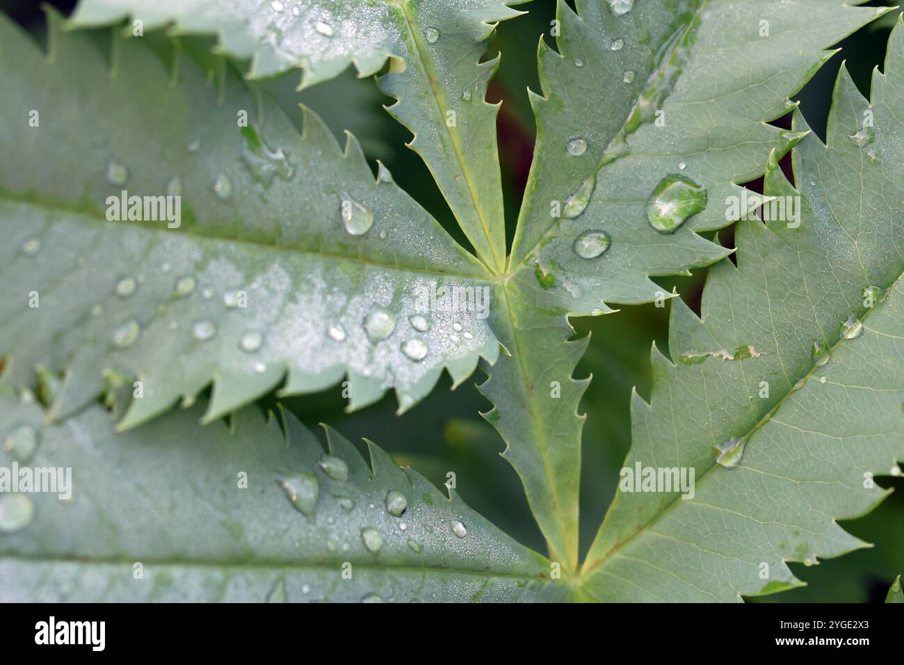 Gouttelettes d'eau sur les feuilles vertes dentelées de la plante. Banque D'Images