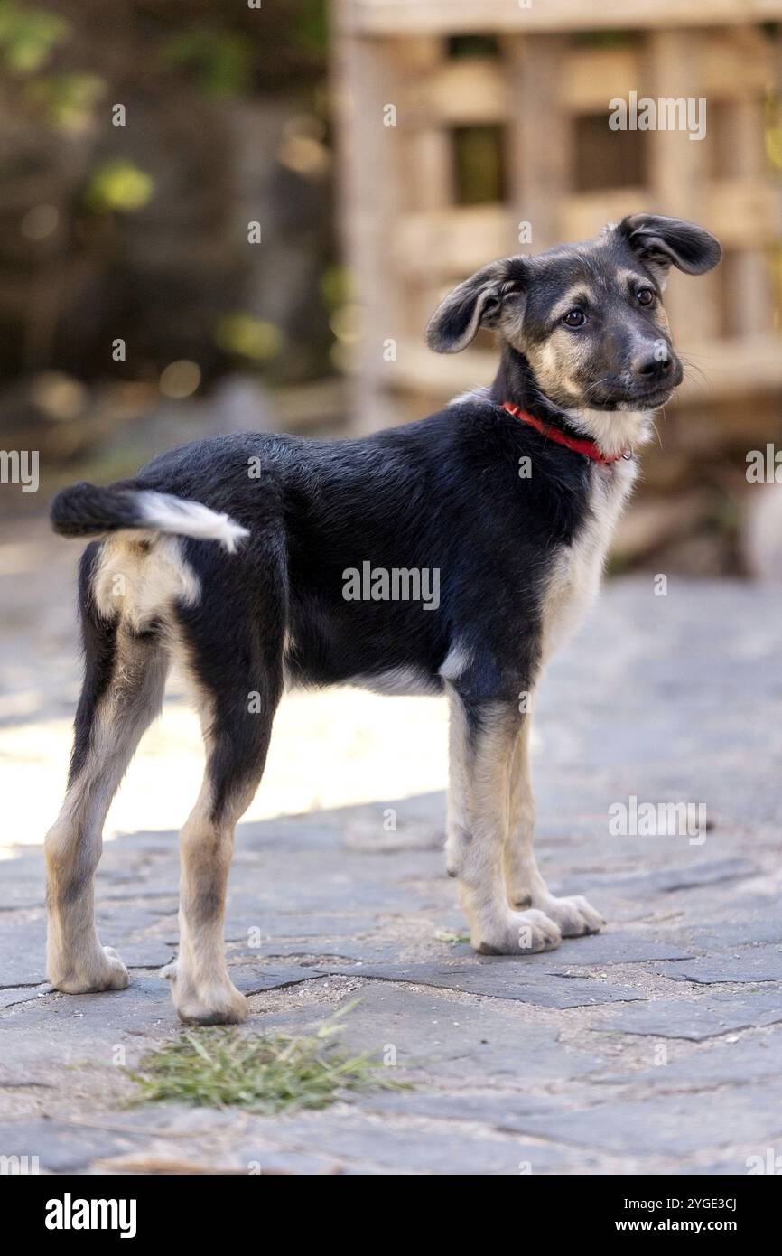 Chiot chien avec des yeux tristes debout dans le refuge, en attente d'adoption, portrait rapproché Banque D'Images