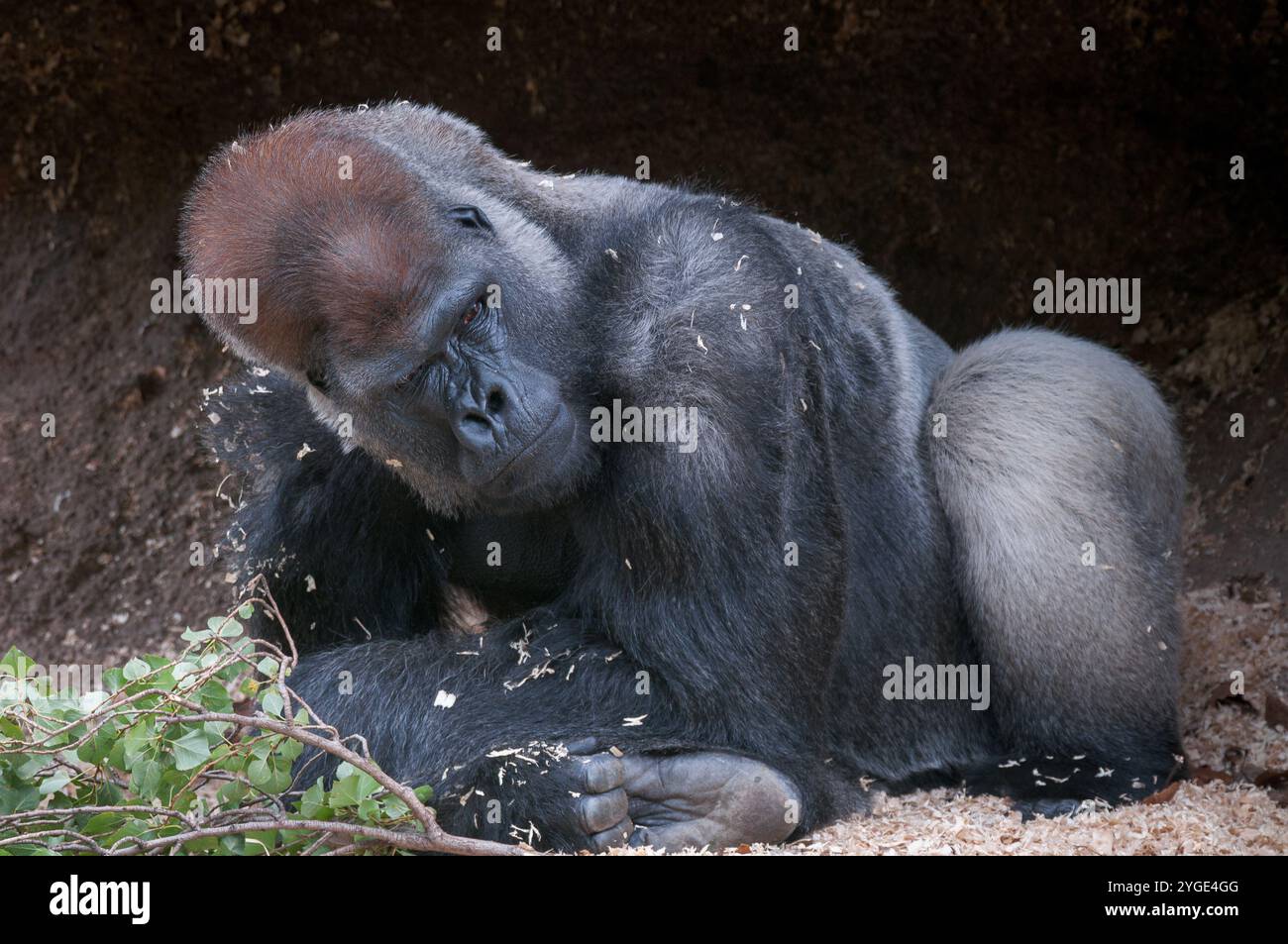 Un grand gorille des basses terres de l'Ouest, couché et argenté, étudie ses environs au zoo de Melbourne. Banque D'Images