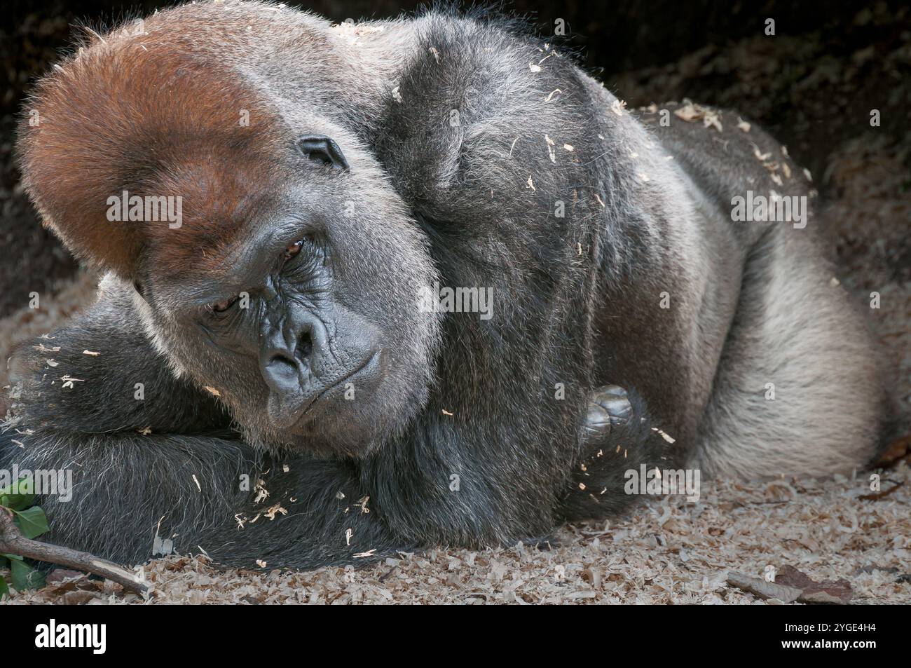 Un grand gorille des basses terres de l'Ouest, couché et argenté, montre de la méfiance et de la méfiance lorsqu'il regarde les visiteurs du zoo. Banque D'Images