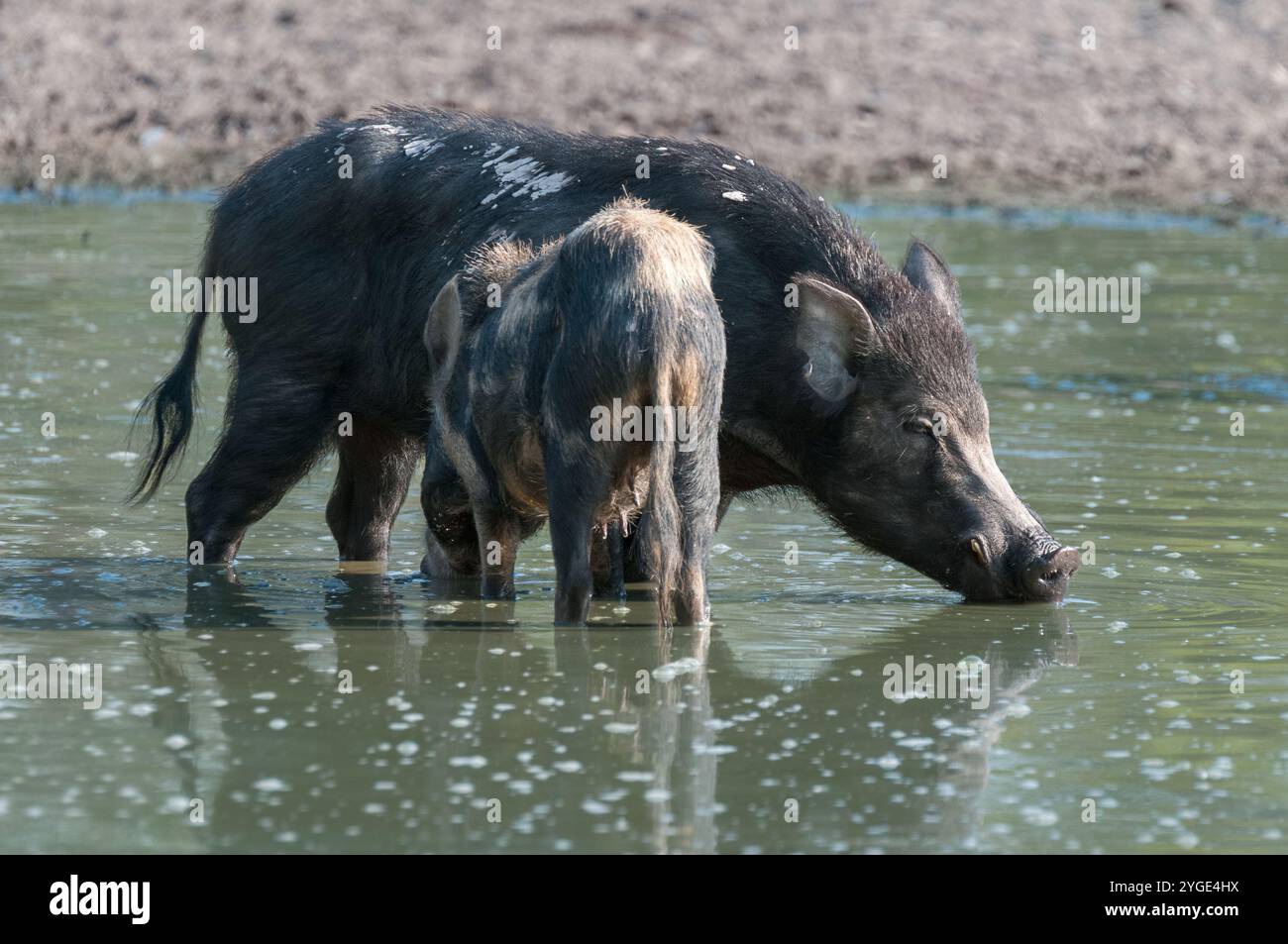 Un sanglier et une truie solitaires se tiennent ensemble dans un point d'eau rétrécissant de l'Outback en buvant leur rassasier avant de partir camper sous une canopée ombragée d'arbres. Banque D'Images