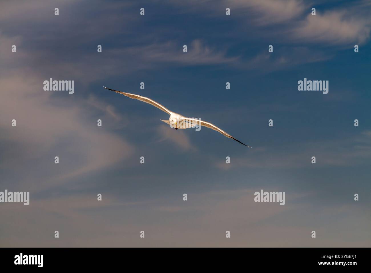 Mouette s'élève haut contre un ciel bleu spectaculaire, les ailes déployées, glissant sans effort formant un arrière-plan doux et pittoresque. Banque D'Images