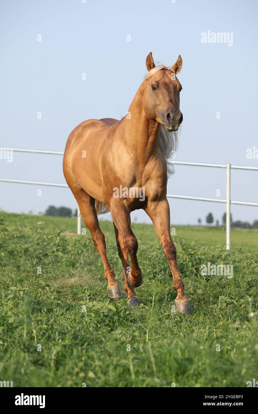 Incroyable palomino quart cheval avec une longue crinière en mouvement Banque D'Images