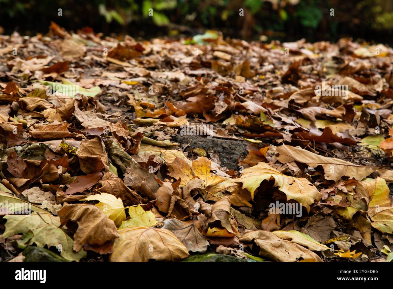 Automne tombé (automne) feuilles sur le sol. Ce tapis de feuilles pourrira dans le sol et fournira un sol fertile. Les feuilles forment un paillis naturel. Banque D'Images