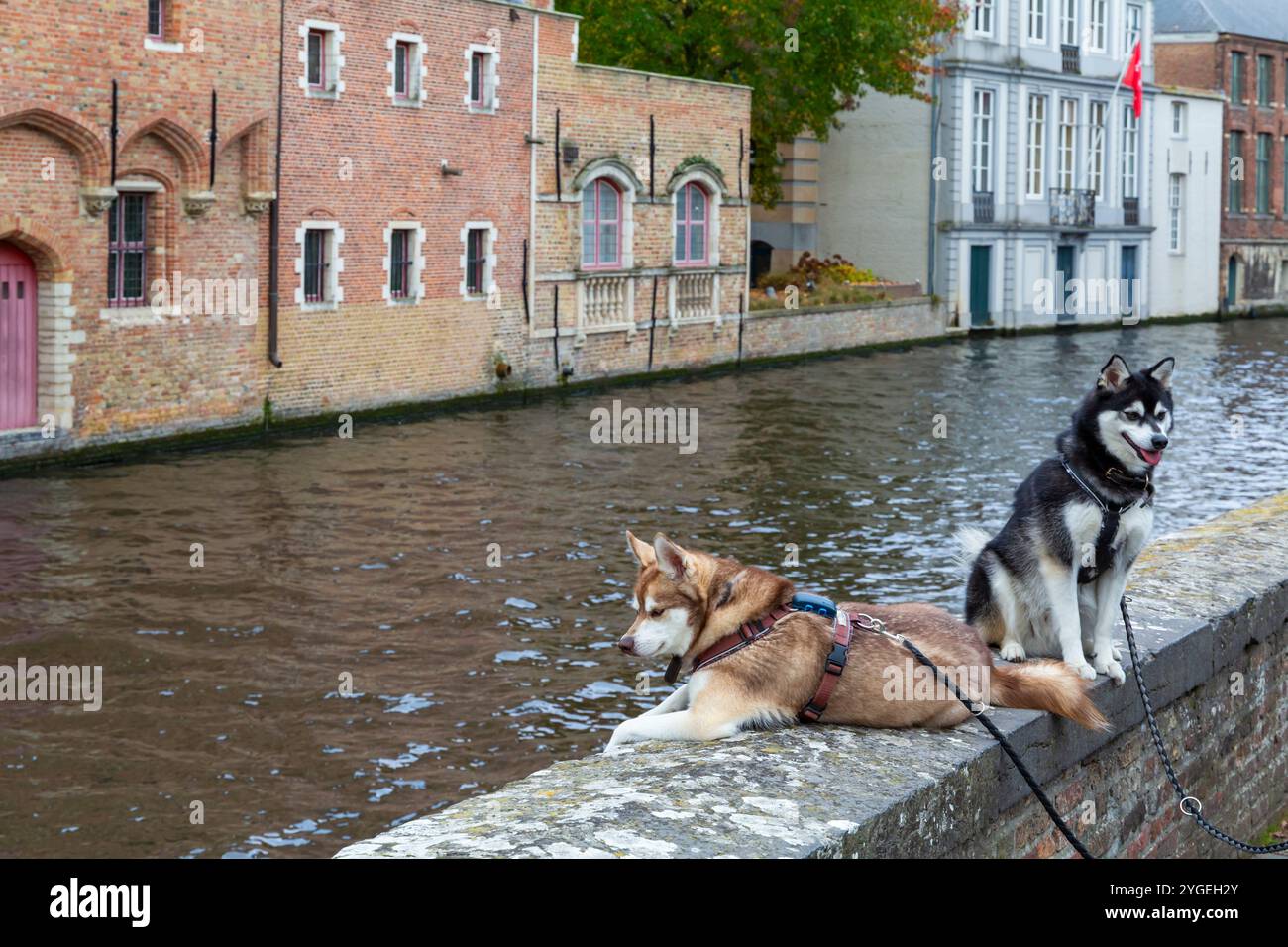 Chiens assis sur le mur près du pont Blinde-Ezelbrug sur le canal Groenerei à Bruges, Bruges, Belgique en octobre Banque D'Images
