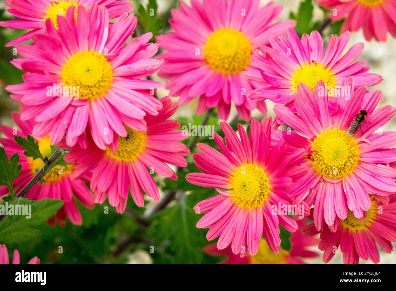 Chrysanthème 'Niva' fleurs roses fleurs floraison floraison dans Bloom Abloom, chrysanthèmes, chrysanths, mamans Banque D'Images