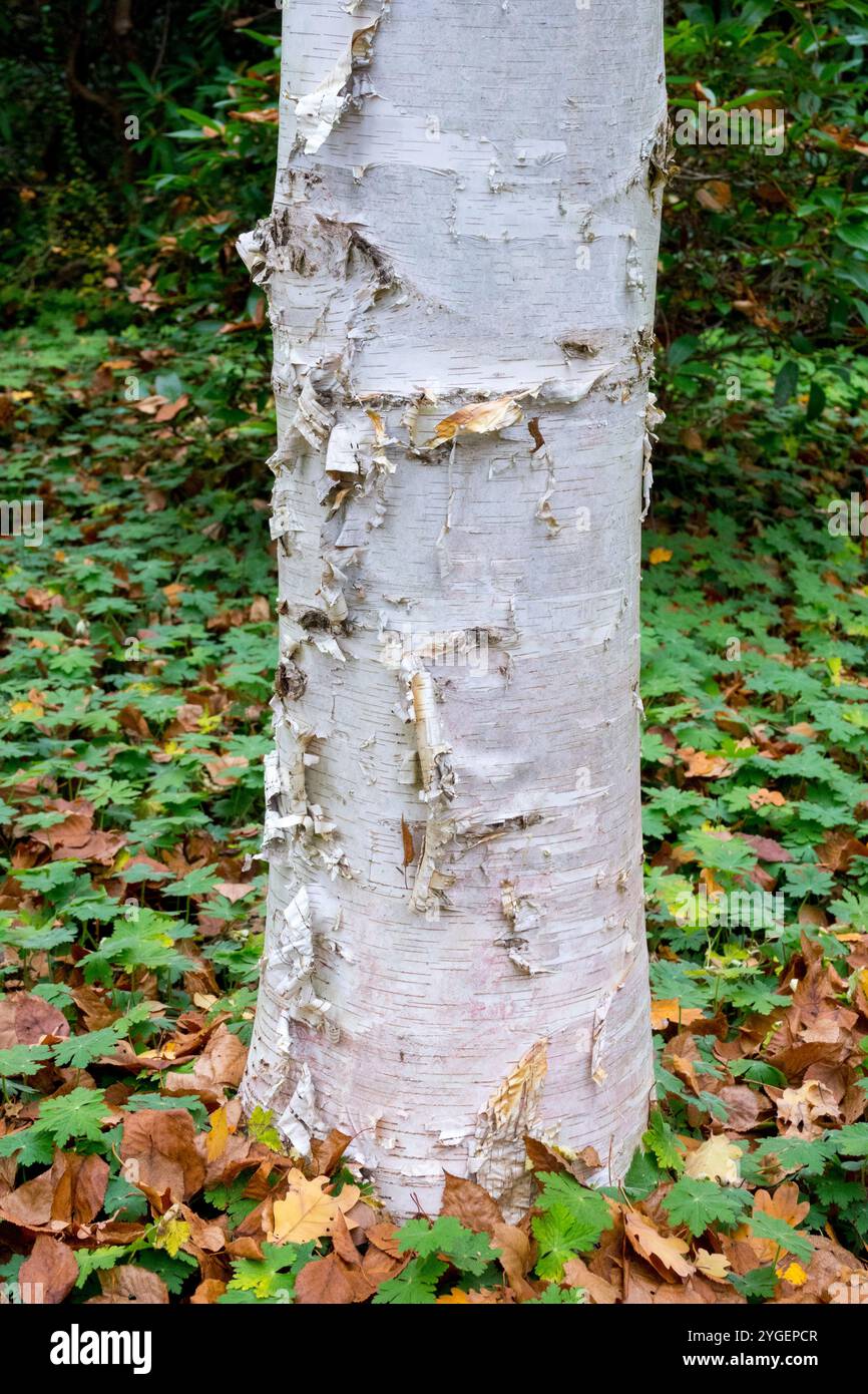 Betula papyrifera Tree tronc Paper Birch American White Birch Canoe Birch Banque D'Images