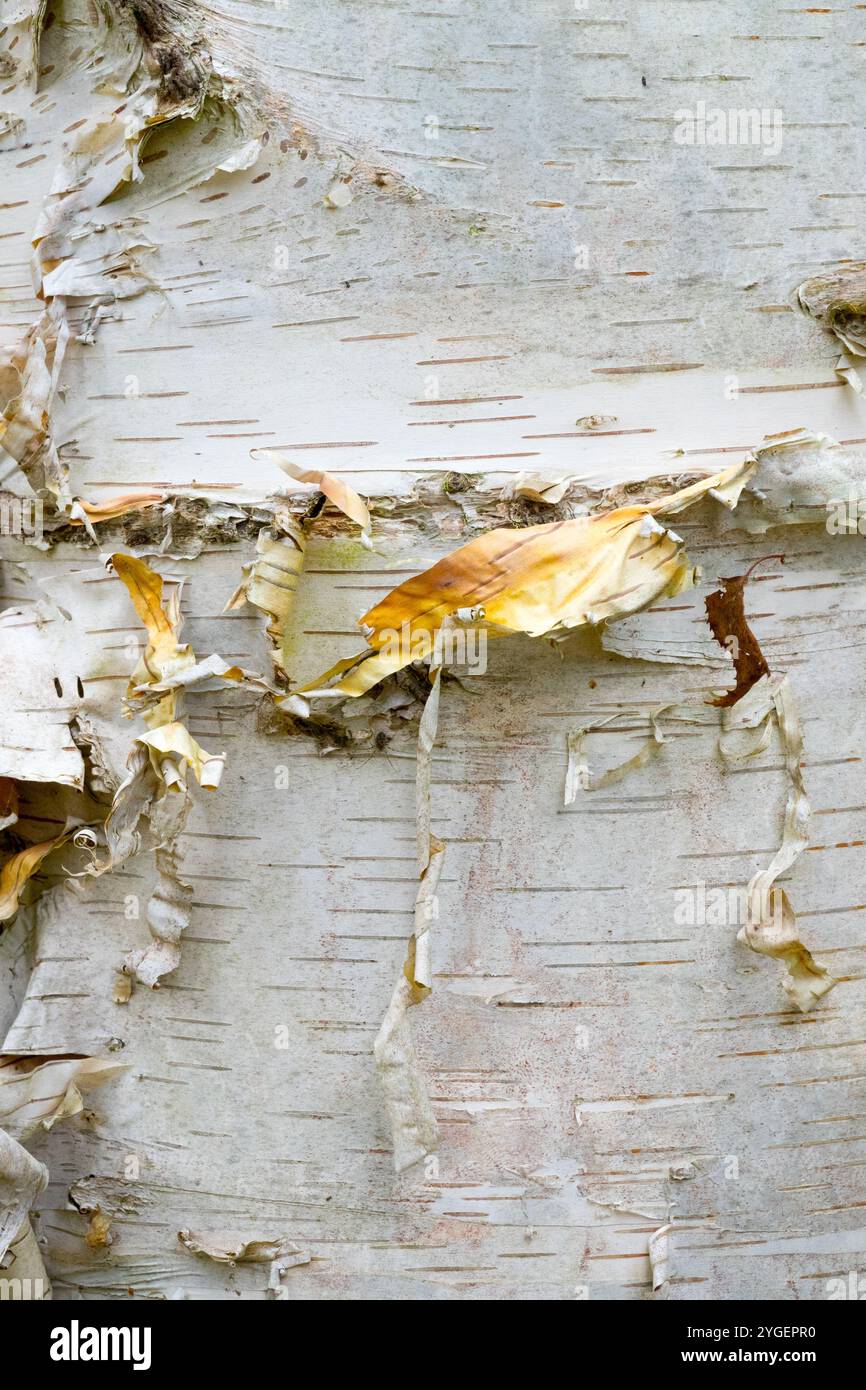 Betula papyrifera Bark texture Pattern structure Banque D'Images