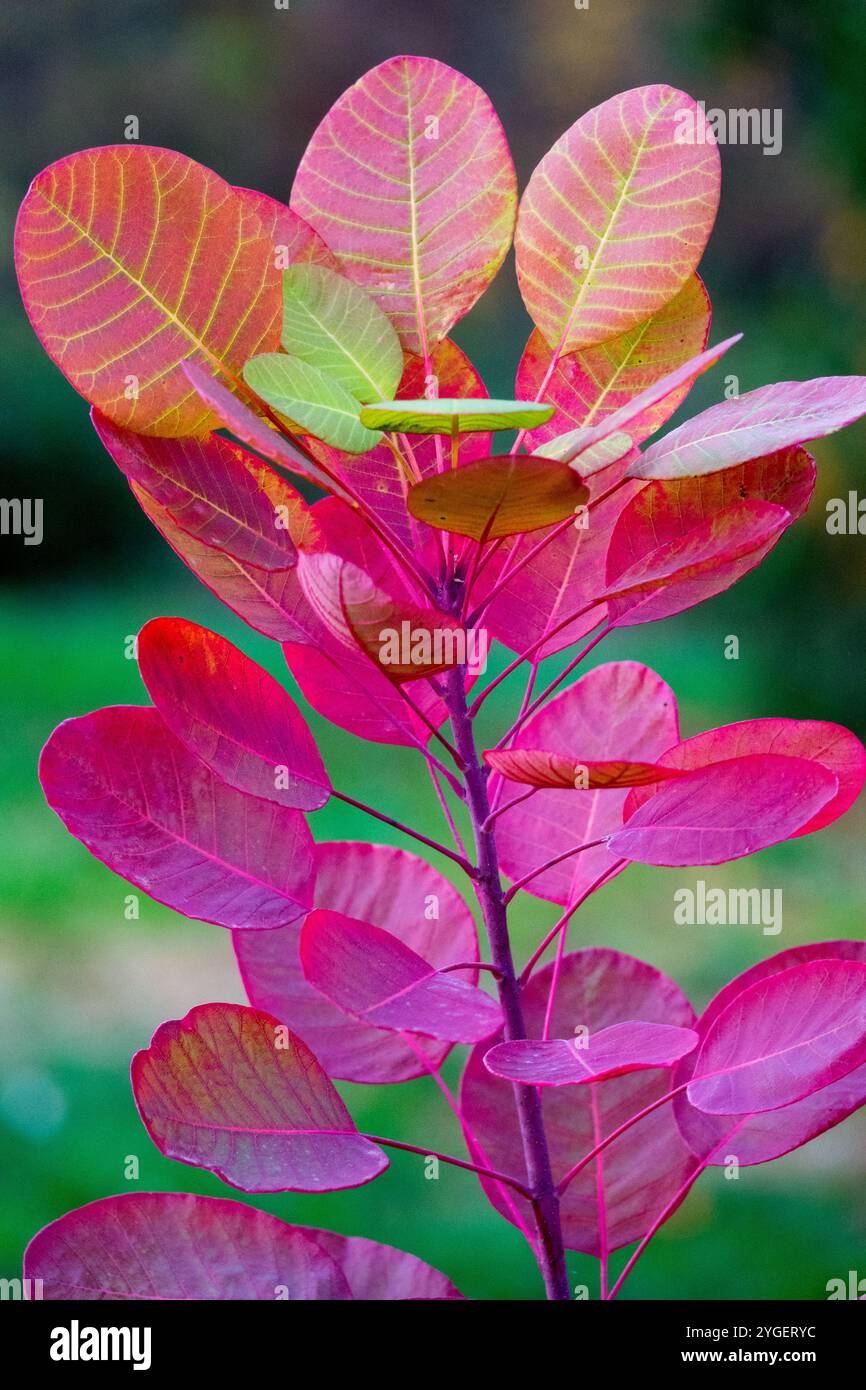 Cotinus obovatus American Chittamwood Smoketree Banque D'Images