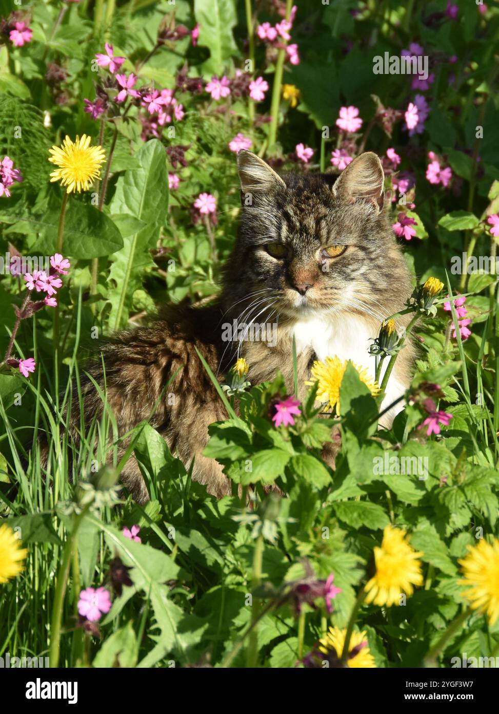 Chat de la forêt norvégienne assis dans un pré de fleurs Banque D'Images