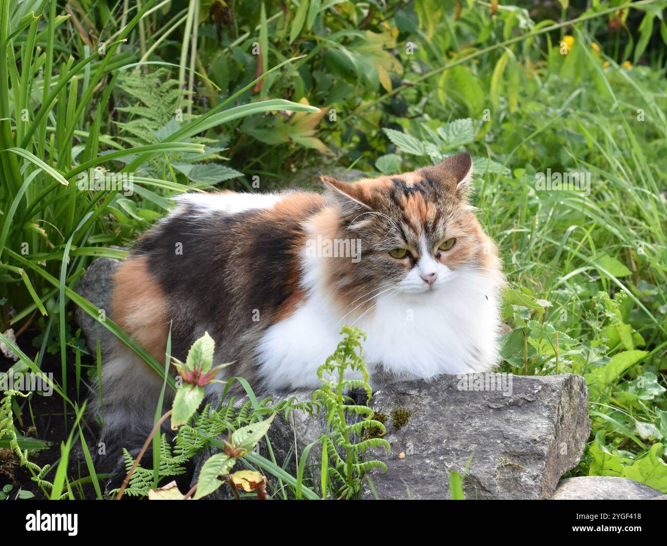 Chat sibérien de pure race tricolore posé en plein air sur une pierre Banque D'Images
