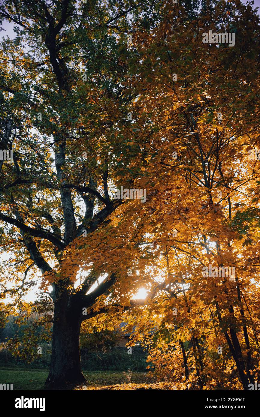 Un matin automnal croustillant, avec un chêne majestueux dont les feuilles commencent à se colorer, tout comme les feuilles sur les branches d'arbre environnantes sont colorées. Le m Banque D'Images