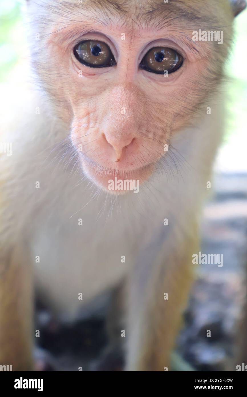 Rose visage macaques regardant calmy dans la caméra avec une expression innocente.close up d'un petit singe intelligent regardant dans la caméra. Singe indien. Banque D'Images