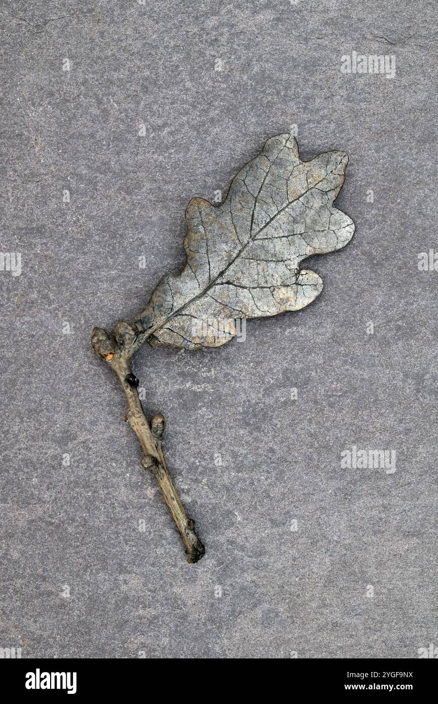 Une seule feuille et une brindille de chêne anglais sont devenues gris pâle par l'altération des intempéries couchées sur de l'ardoise ternie Banque D'Images