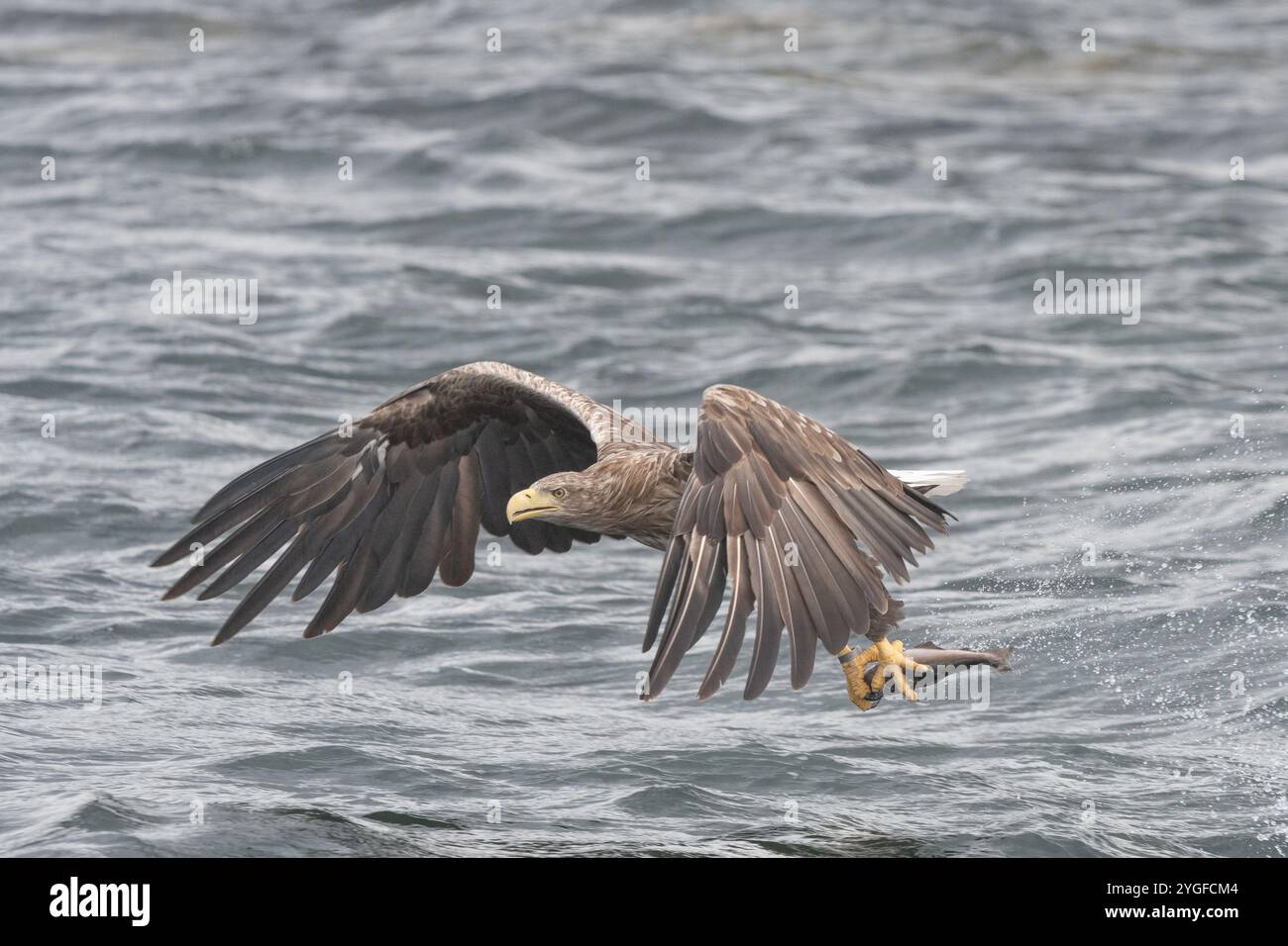 aigle à queue blanche en vol sur mull Banque D'Images