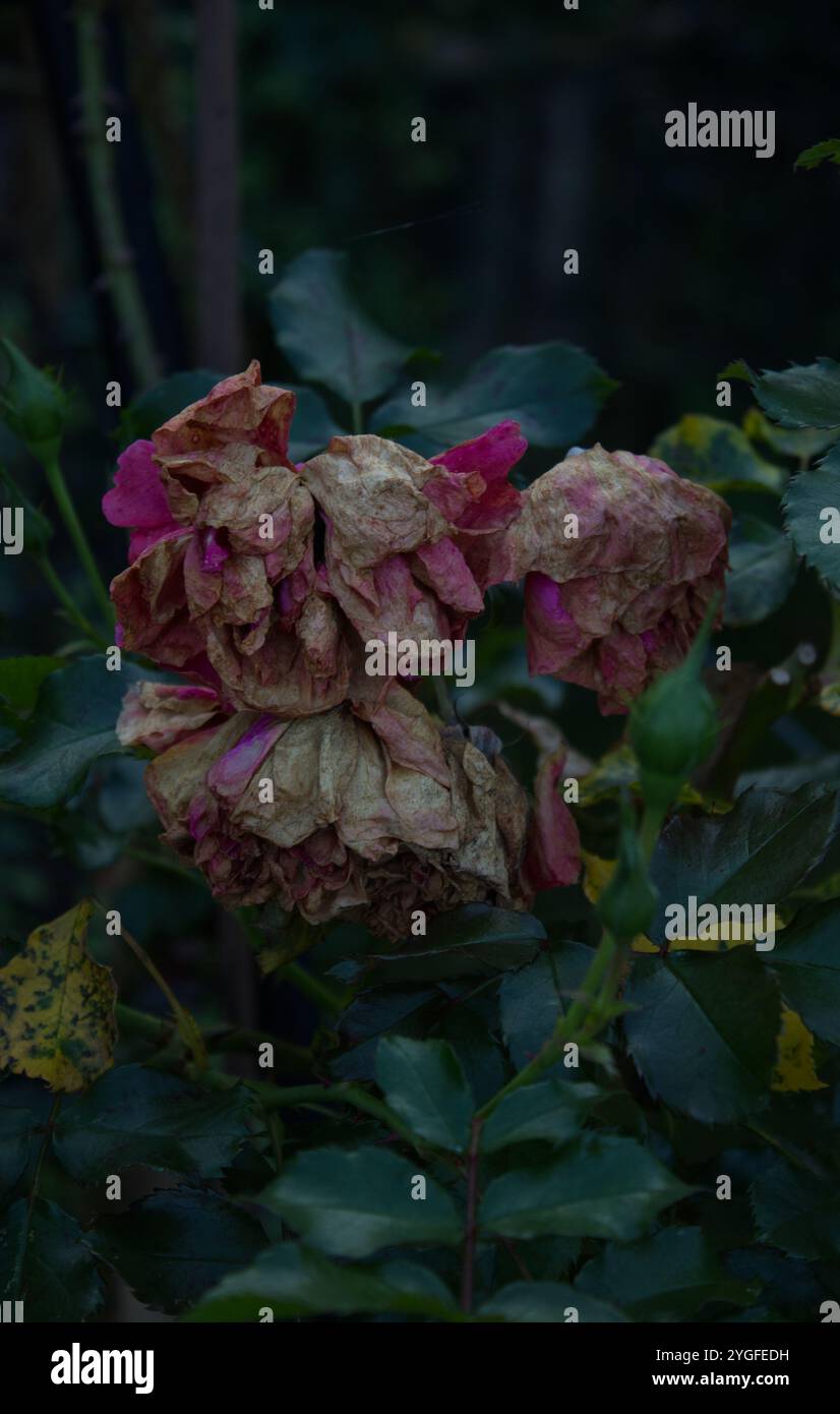 Les roses fanées dans une faible lumière, leurs pétales roses délavés et leurs feuilles vert foncé créent une scène mélancolique et morose de la beauté éphémère de la nature. Banque D'Images Les roses fanées dans une faible lumière, leurs pétales roses délavés et leurs feuilles vert foncé créent une scène mélancolique et morose de la beauté éphémère de la nature. Banque D'Images