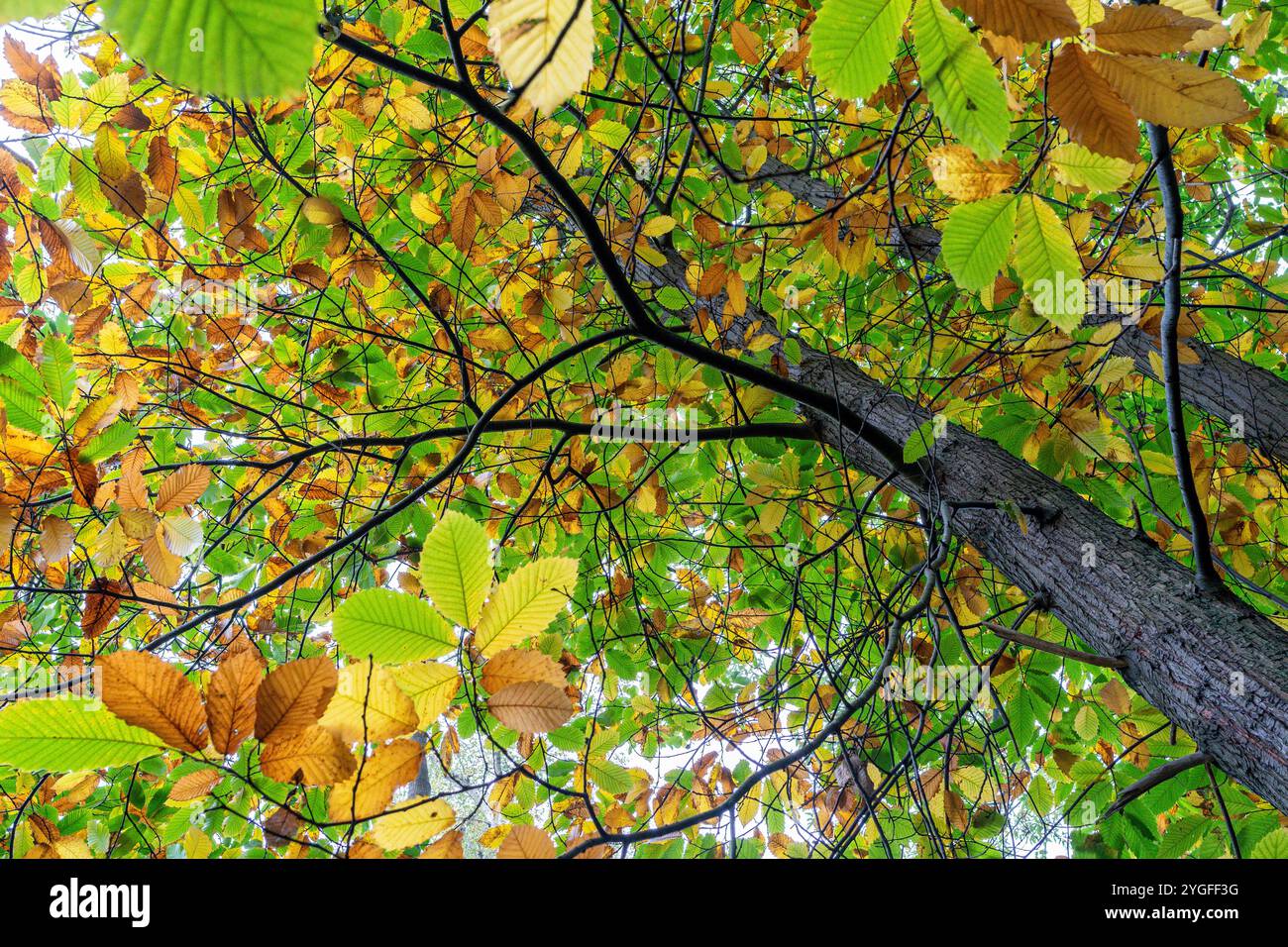 Regardant vers le haut un arbre avec une canopée colorée de feuilles vertes, jaunes, oranges et brunes en novembre, automne Banque D'Images