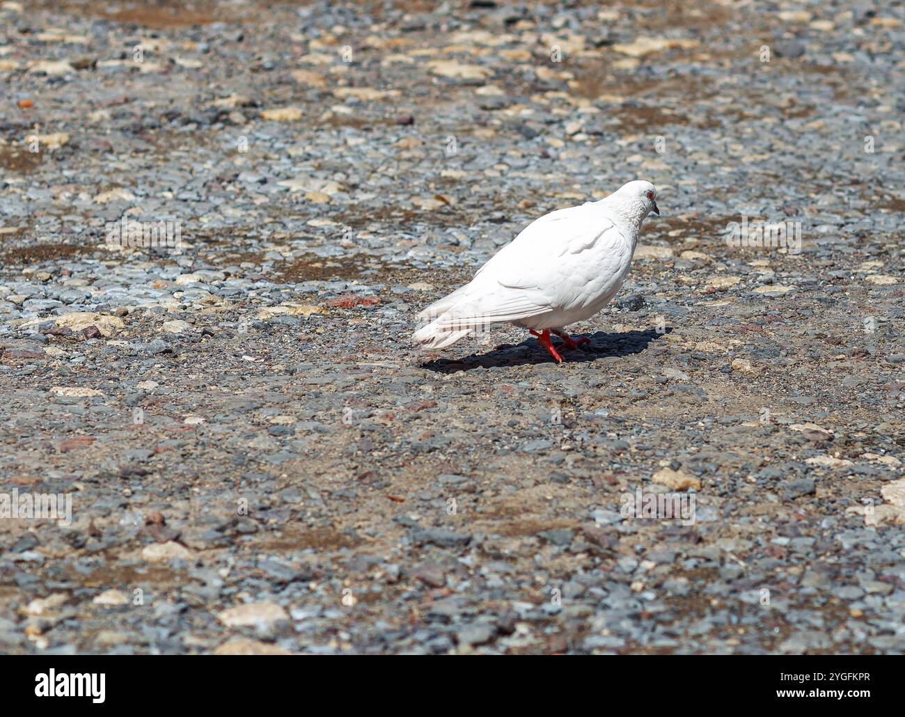 Paisible pigeon blanc sur un chemin de gravier rugueux, symbole de sérénité et de simplicité Banque D'Images