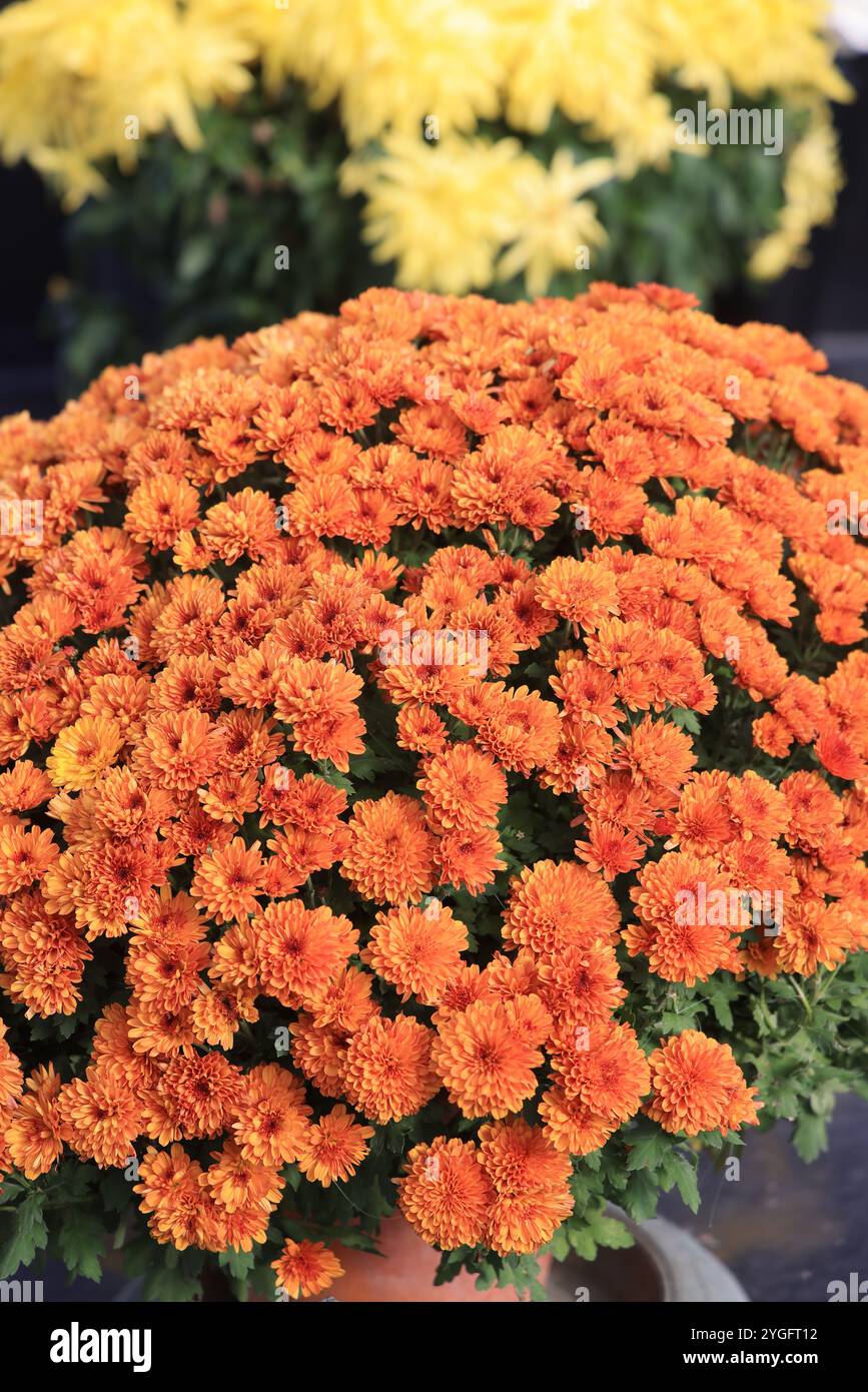 Jour et fête des morts dans un cimetière de campagne. Cimetière, tombeau, voûte, mémoire du défunt, religion catholique, chrysanthèmes. Coffre-fort familial. Nouveau A Banque D'Images