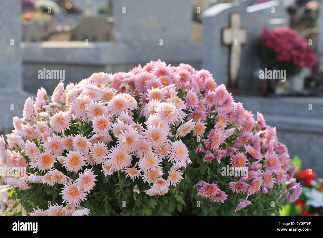 Jour et fête des morts dans un cimetière de campagne. Cimetière, tombeau, voûte, mémoire du défunt, religion catholique, chrysanthèmes. Coffre-fort familial. Nouveau A Banque D'Images