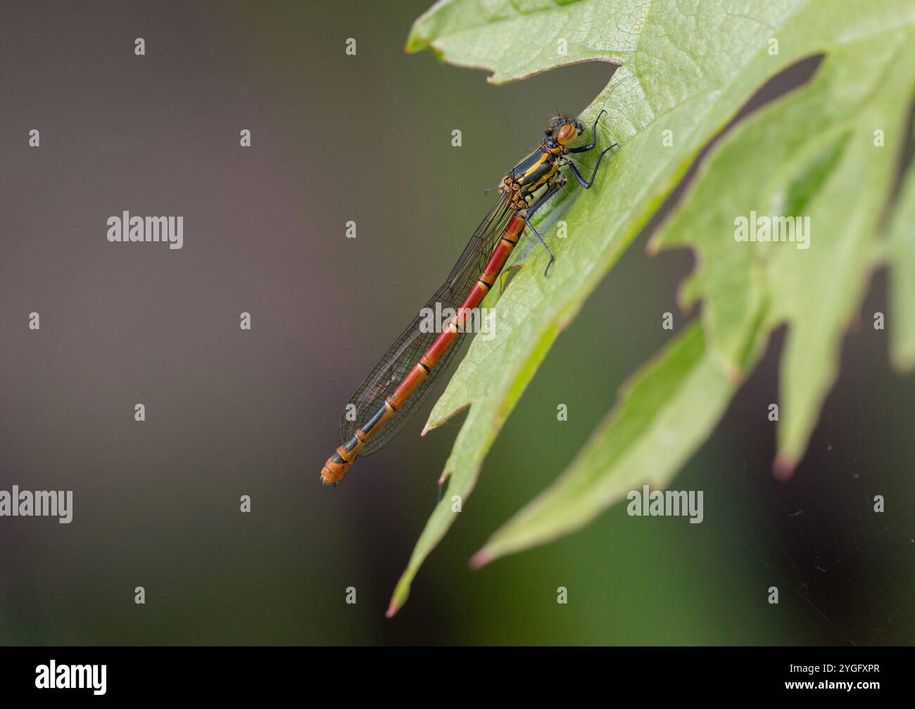 Grand Red Damselfly ou Spring Redtail forme fulvipes femelles - Pyrrhosoma nymphula Banque D'Images