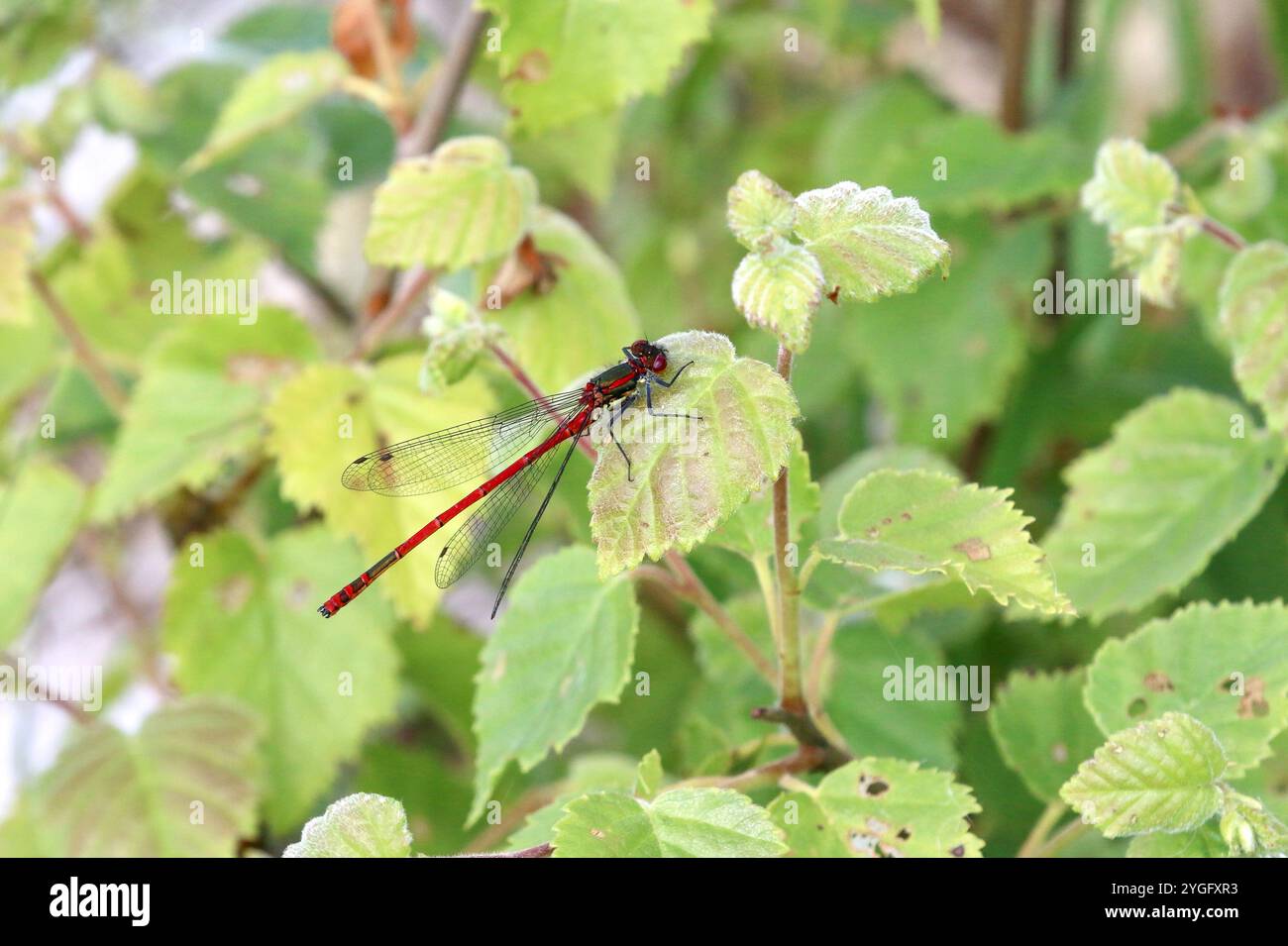 Grand mâle Red Damselfly ou Spring Redtail - Pyrrhosoma nymphula Banque D'Images