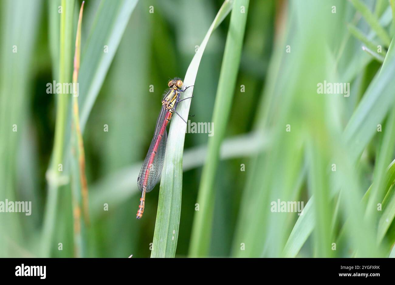 Grand mâle Red Damselfly ou Spring Redtail - Pyrrhosoma nymphula Banque D'Images