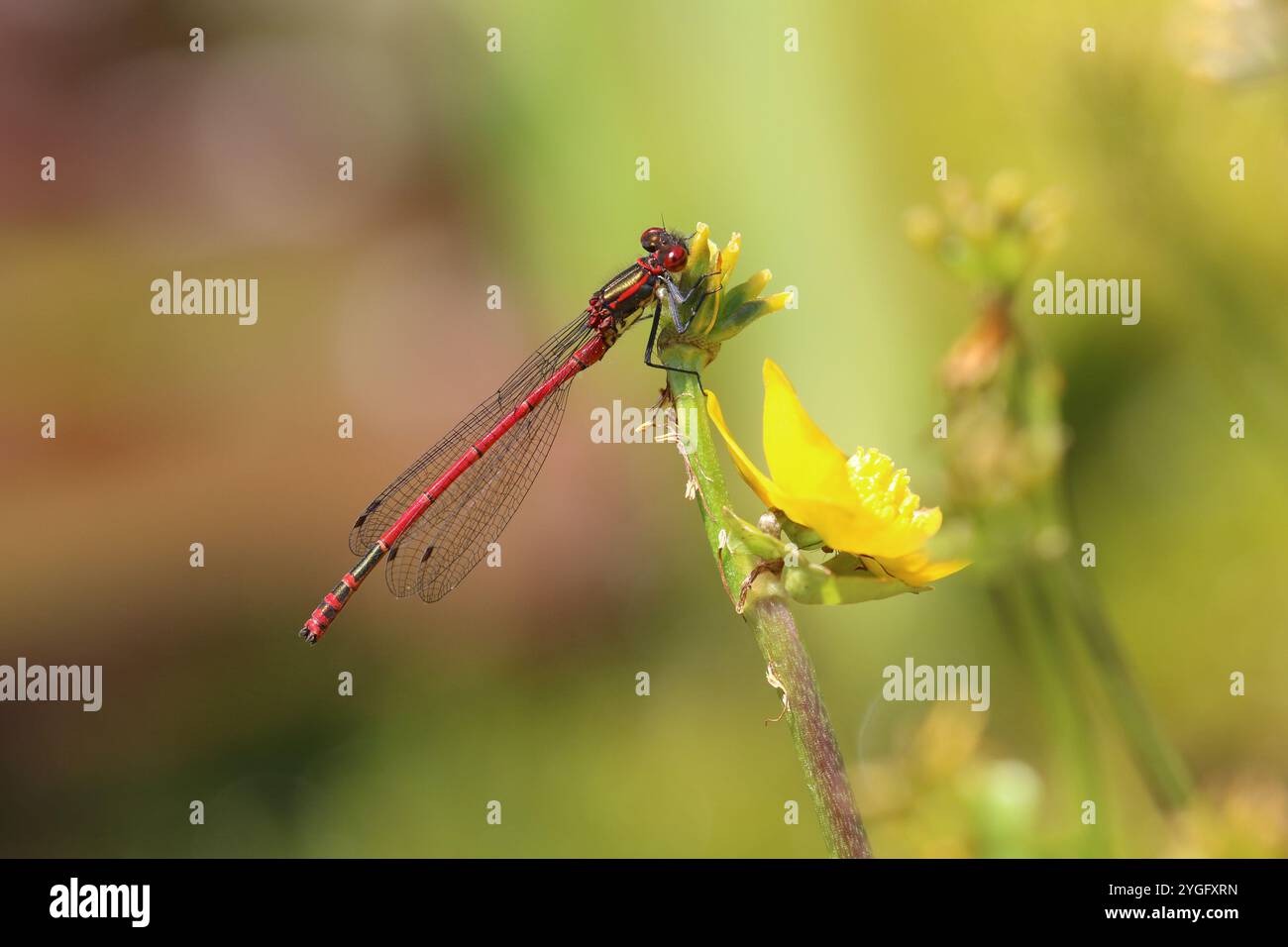 Grand Red Damselfly ou Spring Redtail mâle sur fleur jaune - Pyrrhosoma nymphula Banque D'Images