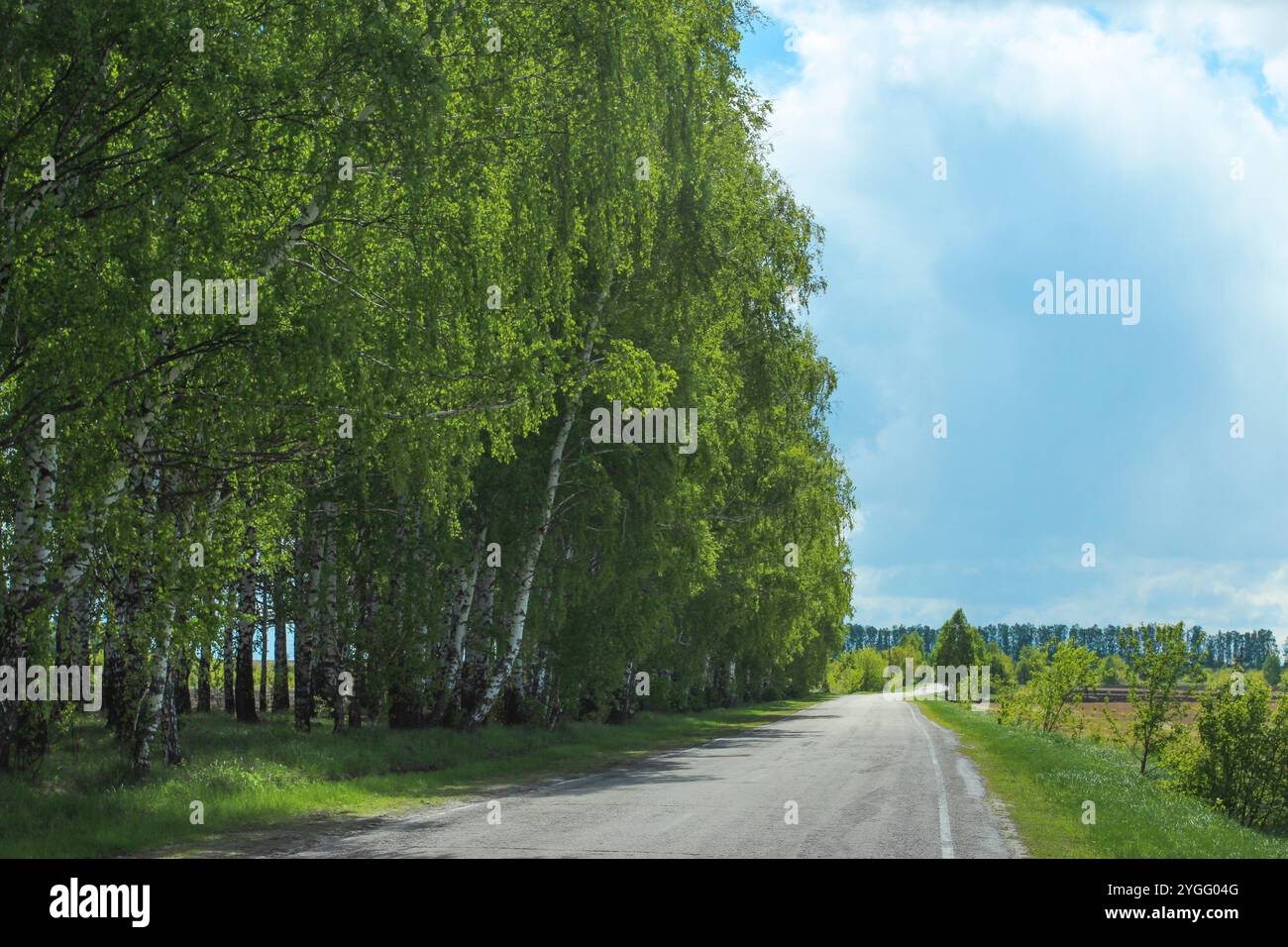 Verdissement des bouleaux au printemps. Paysage rural. Route à côté d'un bosquet de bouleaux Banque D'Images