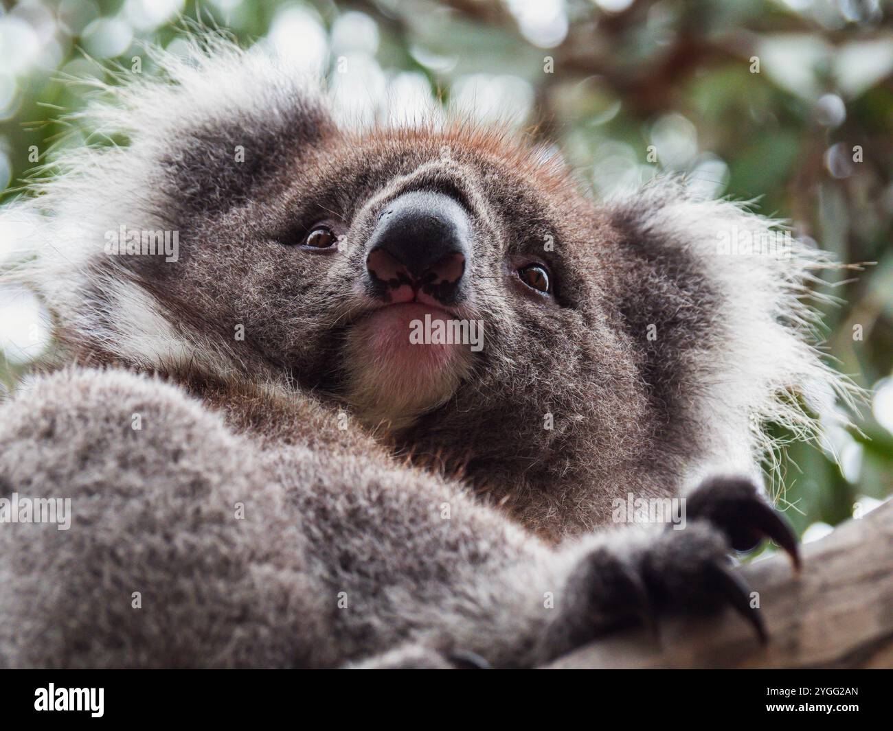 Koala sauvage reposant dans un eucalyptus sur Phillip Island, Australie. Ce marsupial emblématique est un symbole de la faune australienne, connue pour son moelleux Banque D'Images