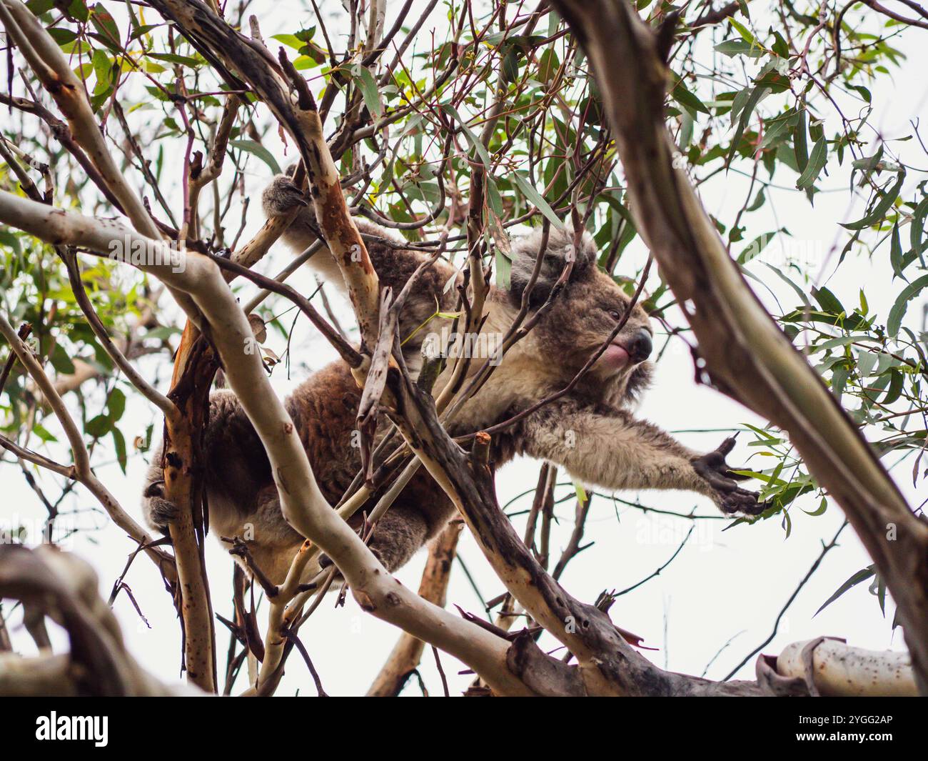 Koala sauvage reposant dans un eucalyptus sur Phillip Island, Australie. Ce marsupial emblématique est un symbole de la faune australienne, connue pour son moelleux Banque D'Images