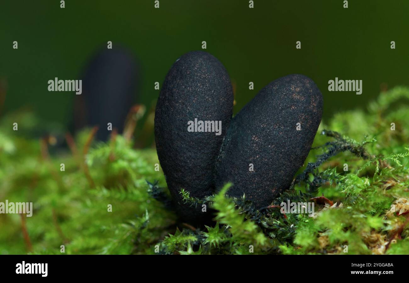 Stroma of Dead Mans Fingers Funghi, Xylaria polymorpha, poussant sur Une bûche couverte de mousse, New Forest UK Banque D'Images