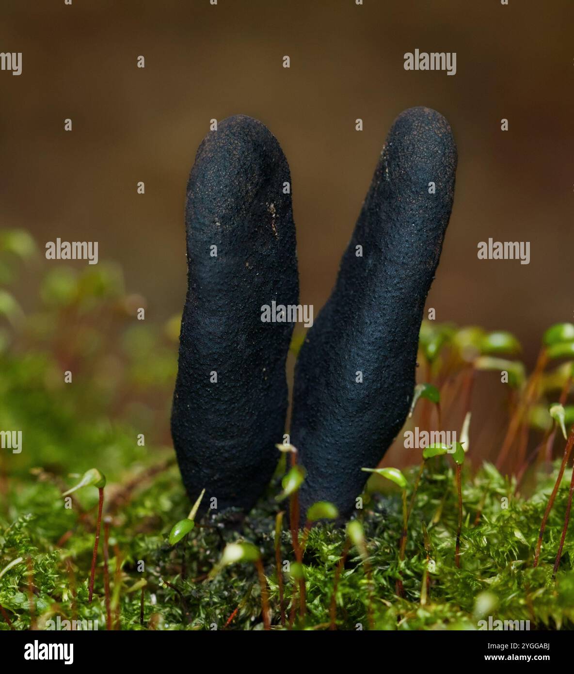 Stroma of Dead Mans Fingers Funghi, Xylaria polymorpha, poussant sur Une bûche couverte de mousse, New Forest UK Banque D'Images