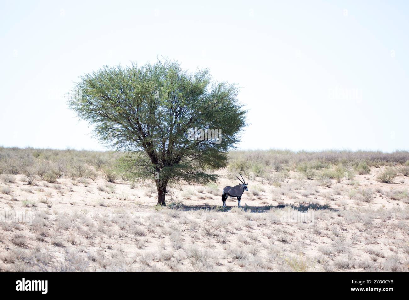 Gemsbok, Kgalagadi Transfrontier Park, Afrique du Sud Banque D'Images
