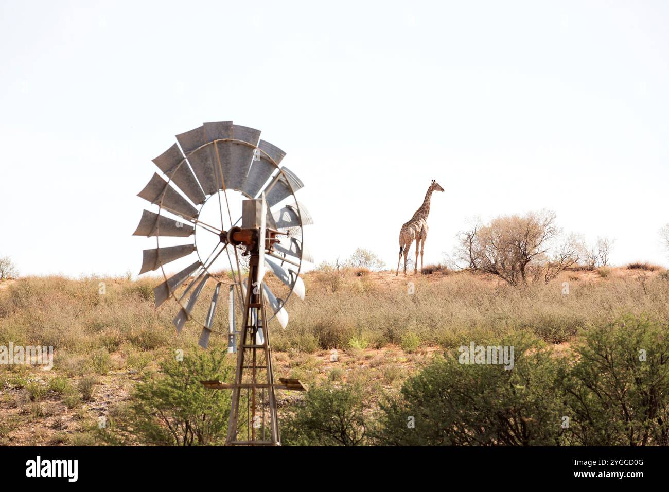Girafe, Kgalagadi Transfrontier Park, Afrique du Sud Banque D'Images