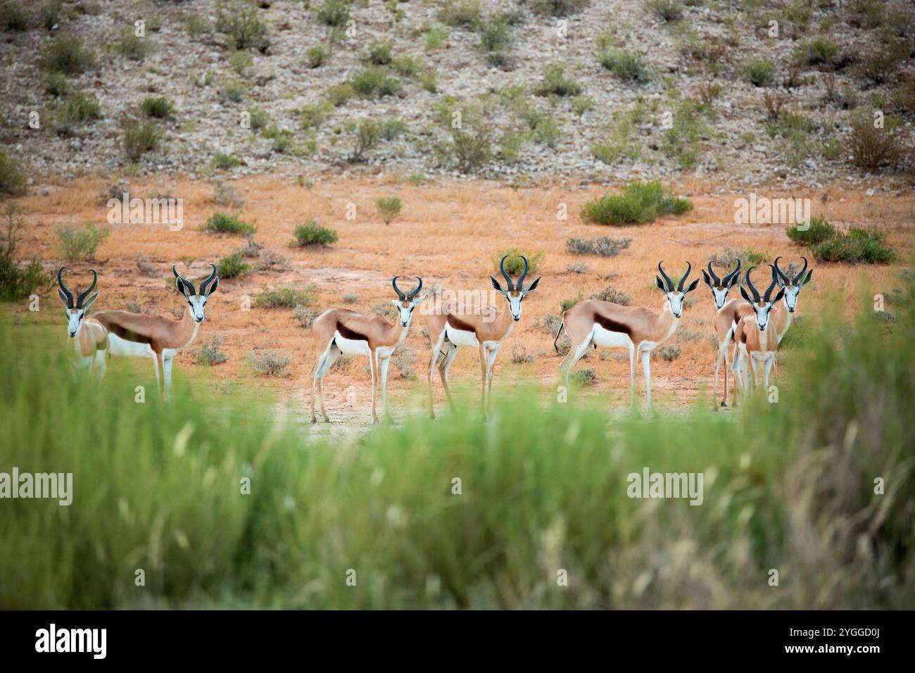 Springbok, Kgalagadi Transfrontier Park, Afrique du Sud Banque D'Images