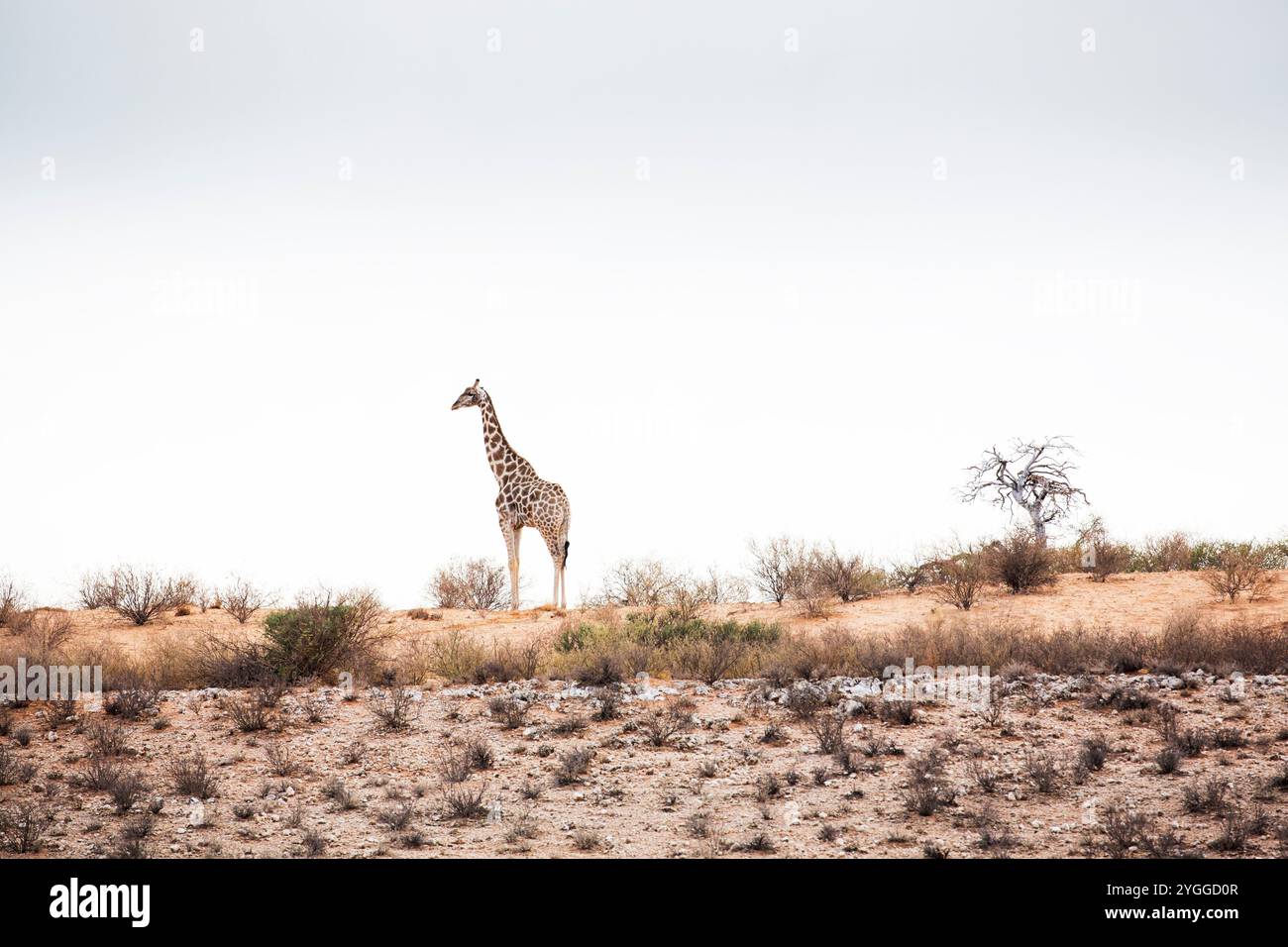 Girafe, Kgalagadi Transfrontier Park, Afrique du Sud Banque D'Images