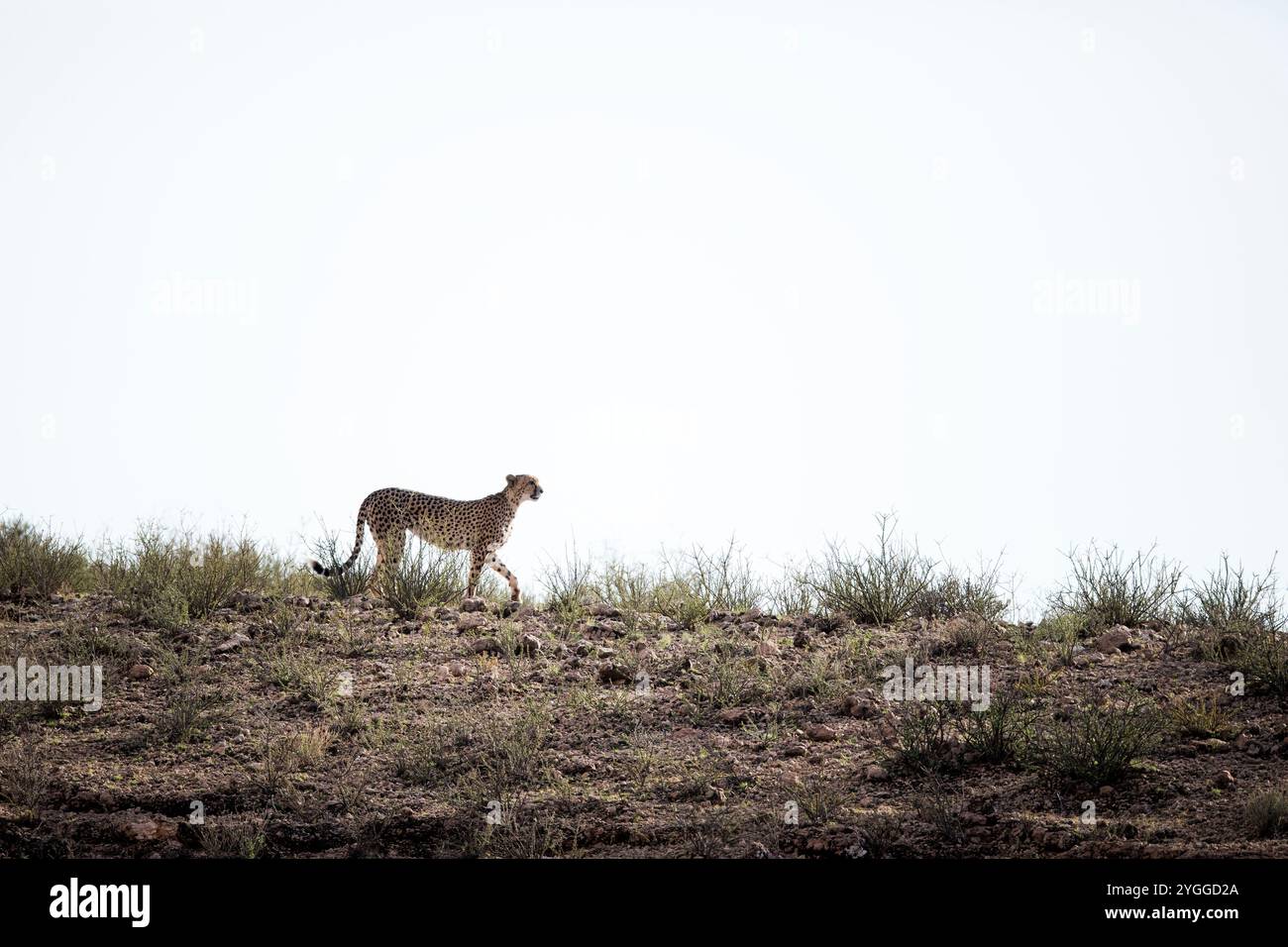 Le guépard, Kgalagadi Transfrontier Park, Afrique du Sud Banque D'Images