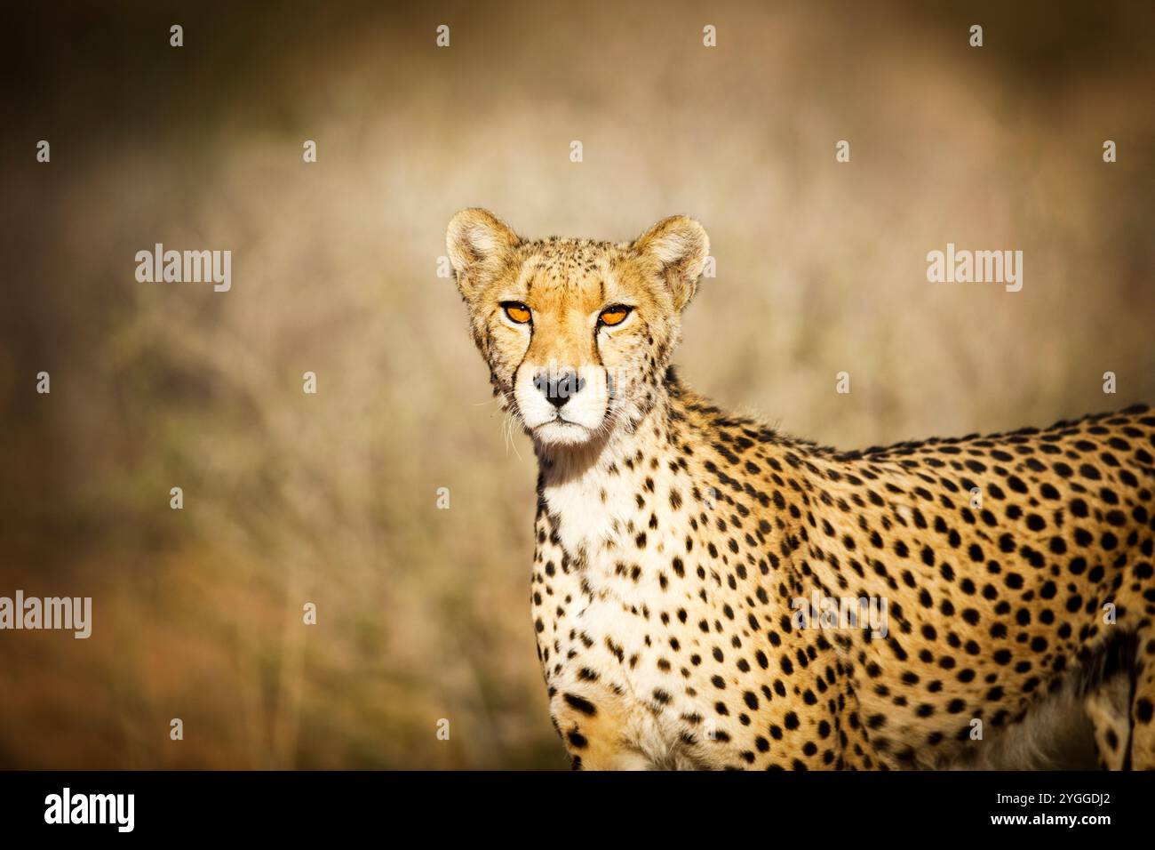 Le guépard, Kgalagadi Transfrontier Park, Afrique du Sud Banque D'Images