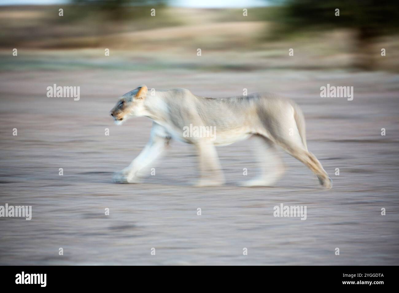 Lioness, Parc transfrontalier de Kgalagadi, Afrique du Sud Banque D'Images