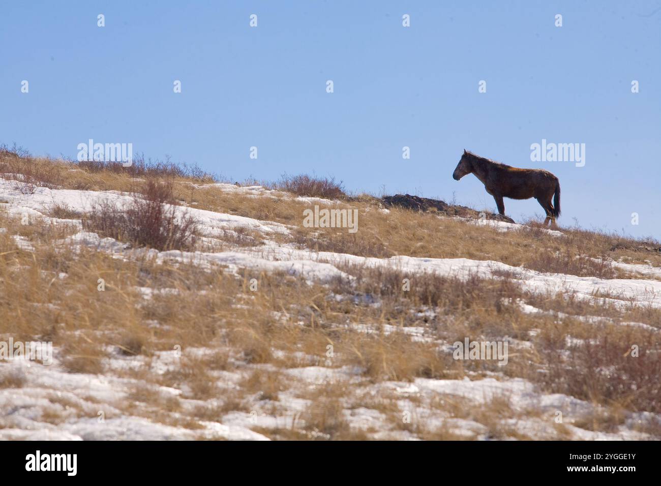 Un beau cheval dans le paysage de la nature. Photo de haute qualité Banque D'Images
