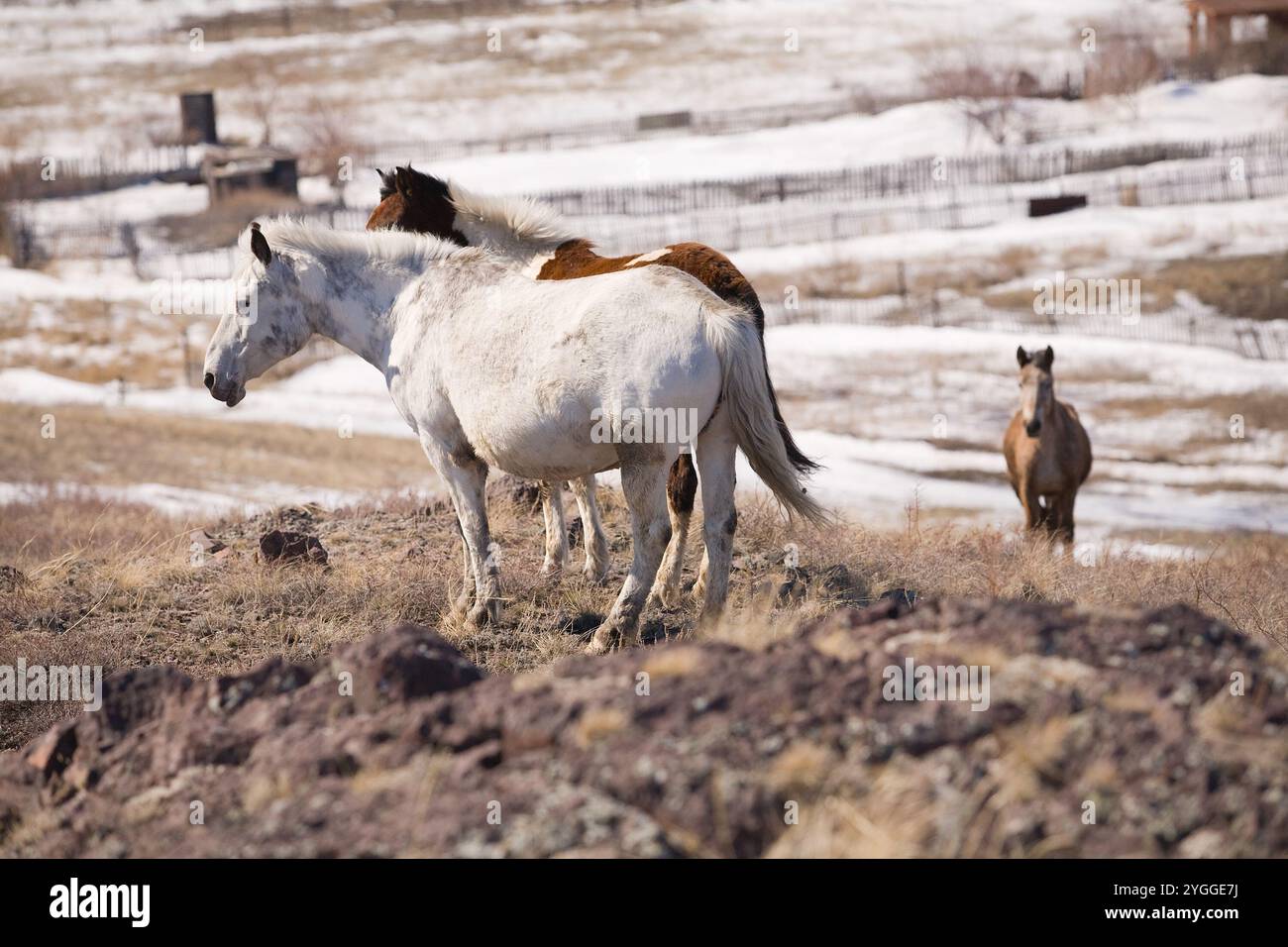 Un beau cheval mange du foin dans un paysage hivernal. Un cheval mange du foin. Photo de haute qualité Banque D'Images