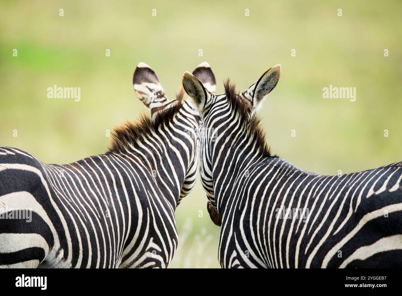 Zèbres montagneux regardant loin, Parc National Mountain Zebra, Afrique du Sud Banque D'Images