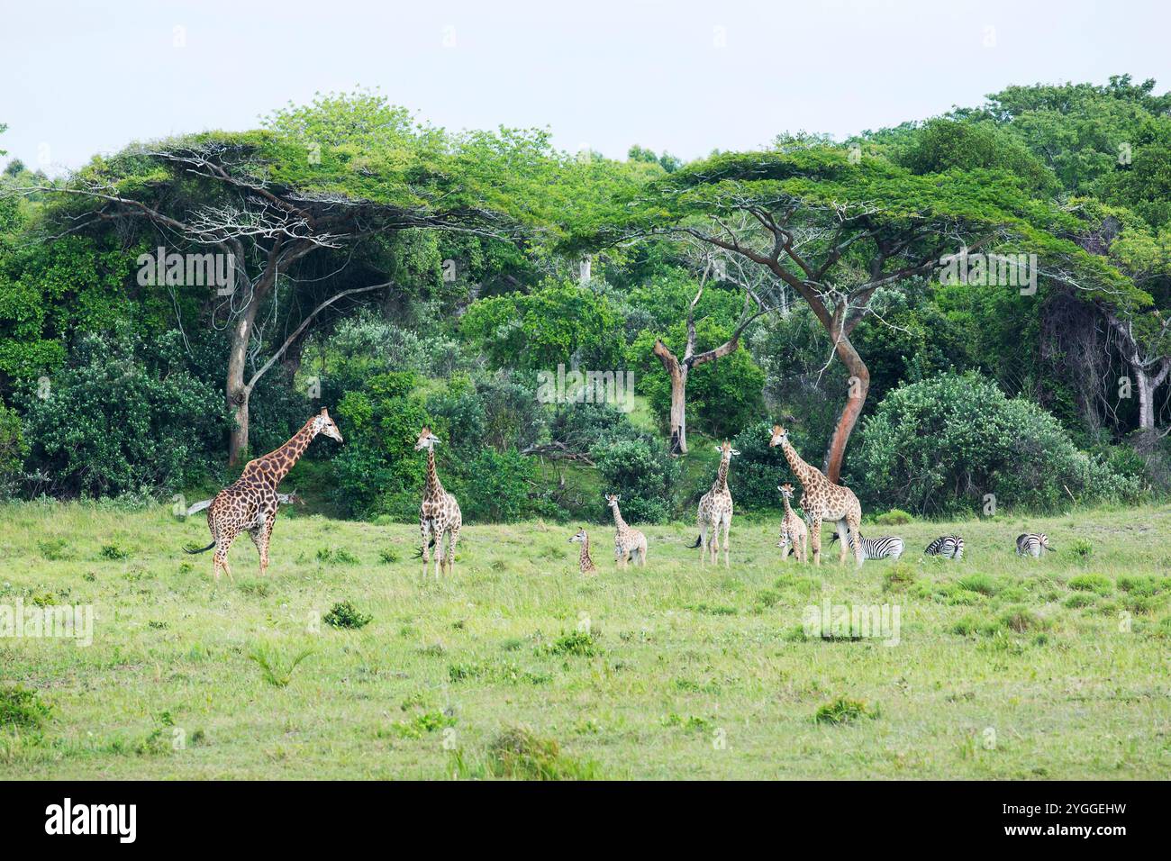 Troupeau de girafe, Isimangaliso Wetland Park, Afrique du Sud Banque D'Images