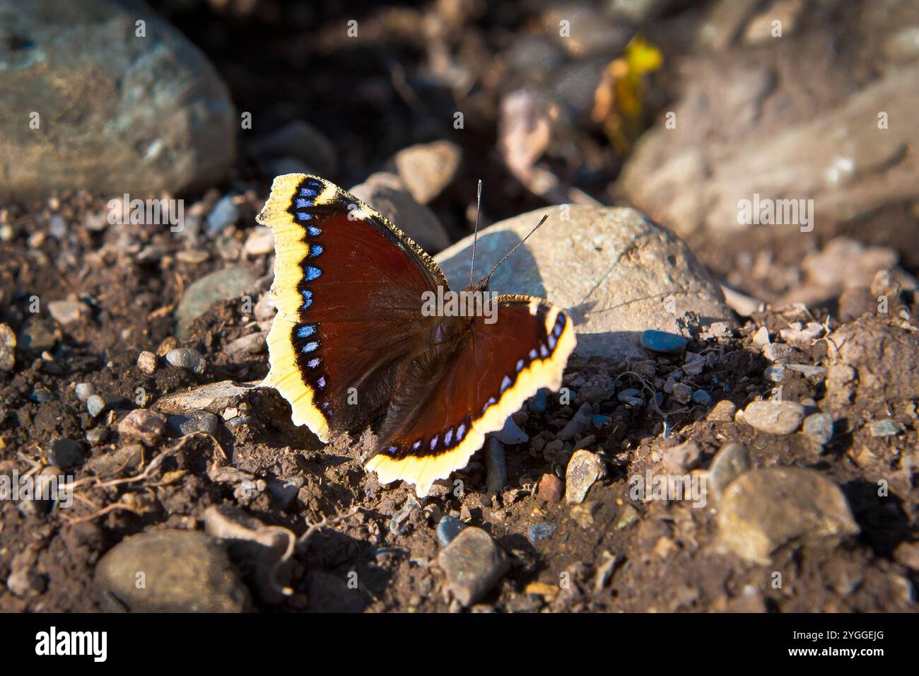 Beaux papillons dans le jardin fleuri. Photo de haute qualité Banque D'Images
