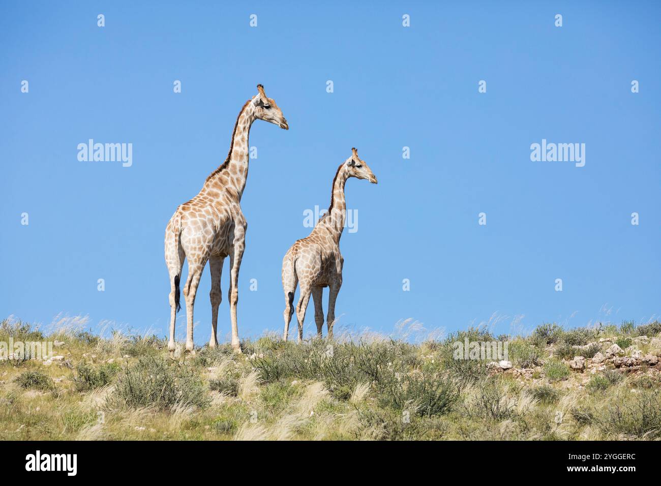 Girafes regardant de côté, Kgalagadi Transfrontier Park, Afrique du Sud Banque D'Images